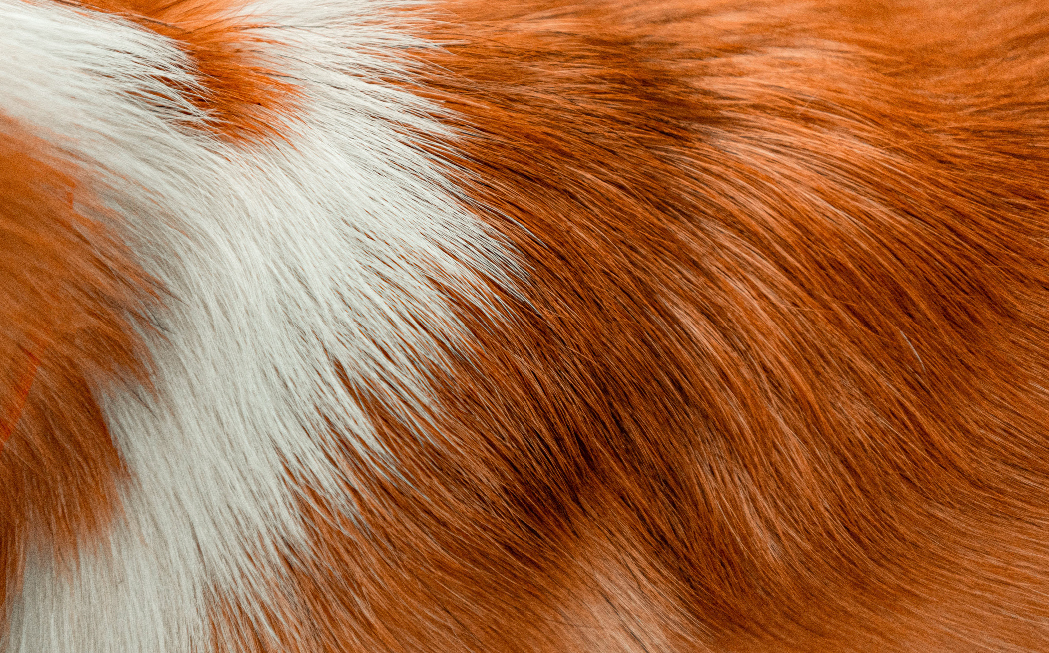 Ежа и Даша в Нескучном саду. Фотограф — анималист Саратов/Москва|Плужникова Юлия