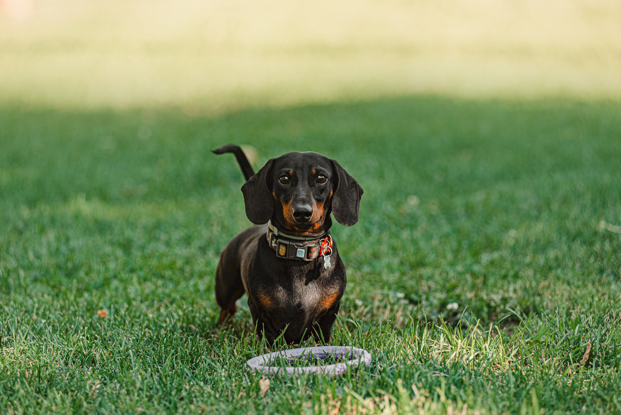 Малыш Гранд и его Таня на чистых прудах. Фотограф — анималист Саратов/Москва|Плужникова Юлия
