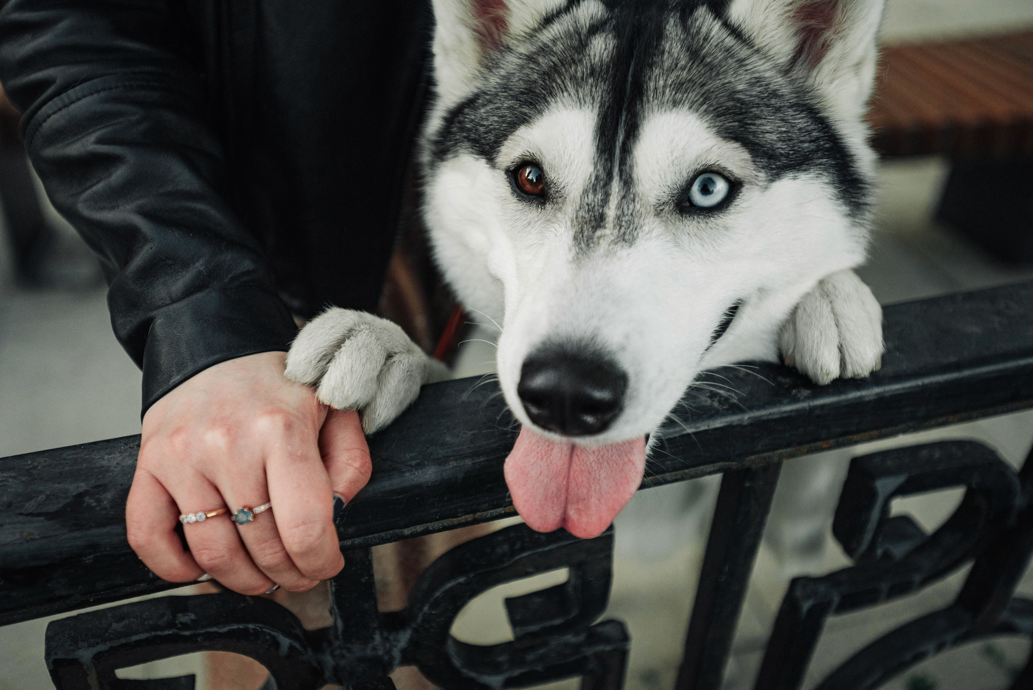 Настя и Грейс. Фотограф — анималист Саратов/Москва|Плужникова Юлия