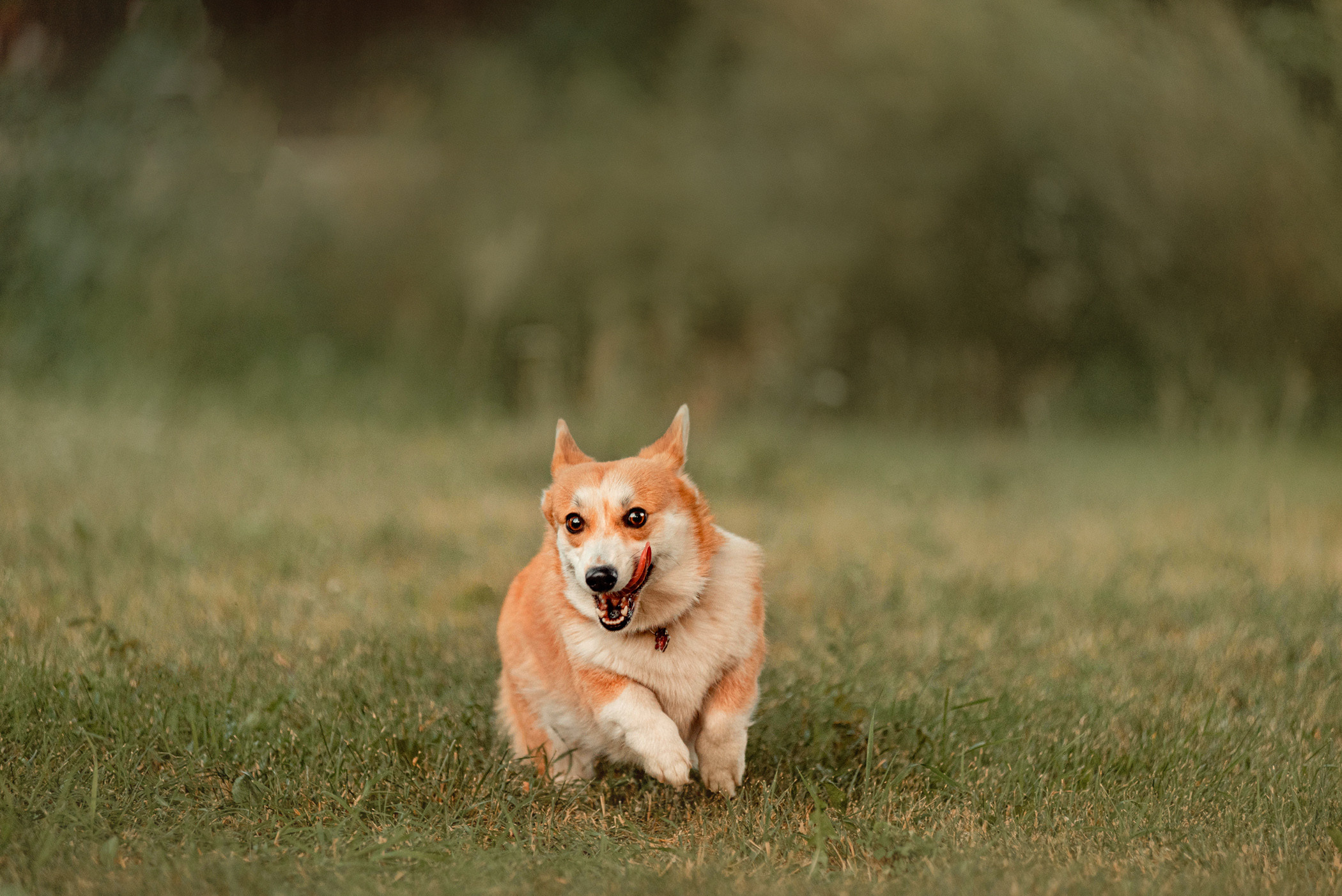 Ежа и Даша в Нескучном саду. Фотограф — анималист Саратов/Москва|Плужникова Юлия