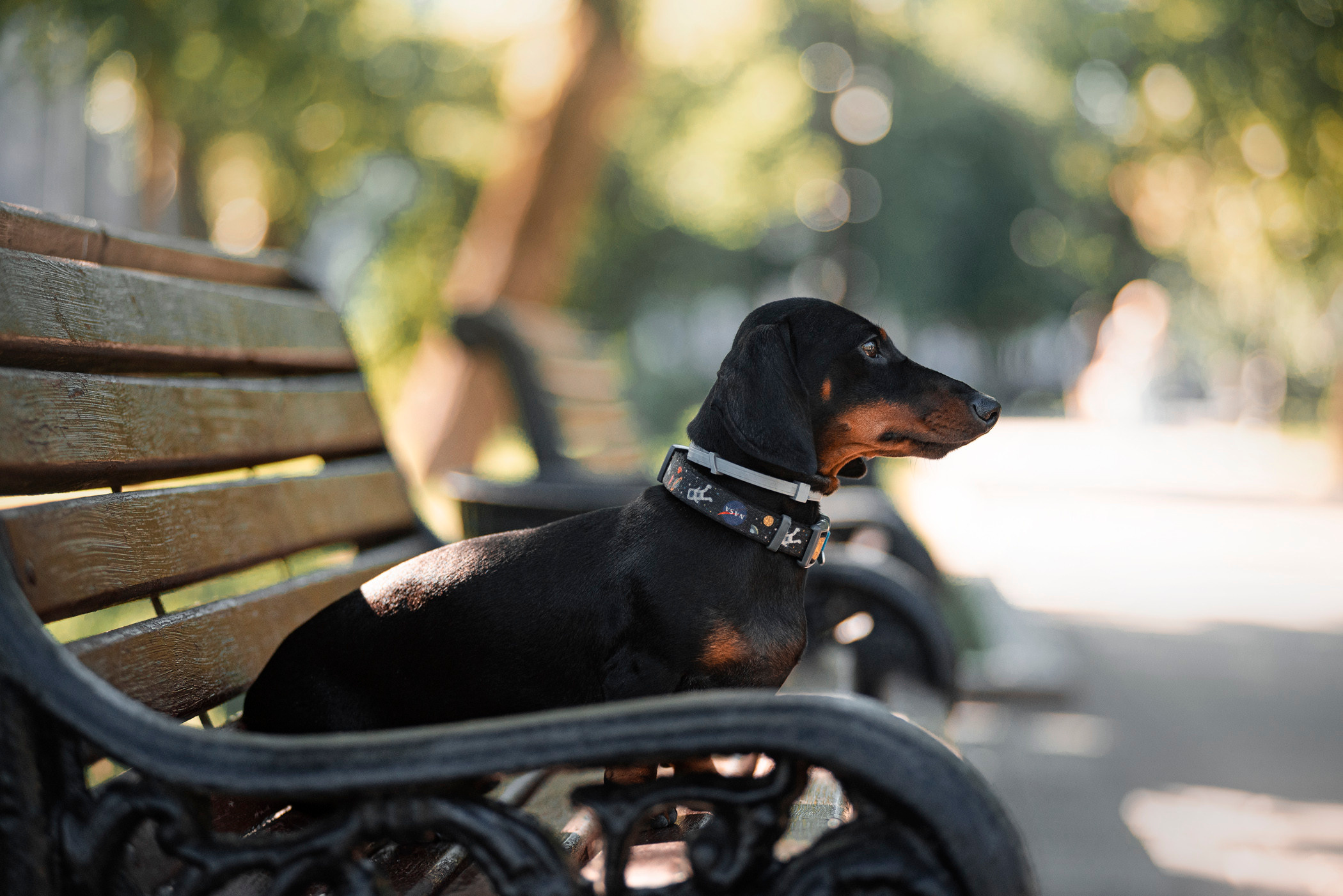 Малыш Гранд и его Таня на чистых прудах. Фотограф — анималист Саратов/Москва|Плужникова Юлия