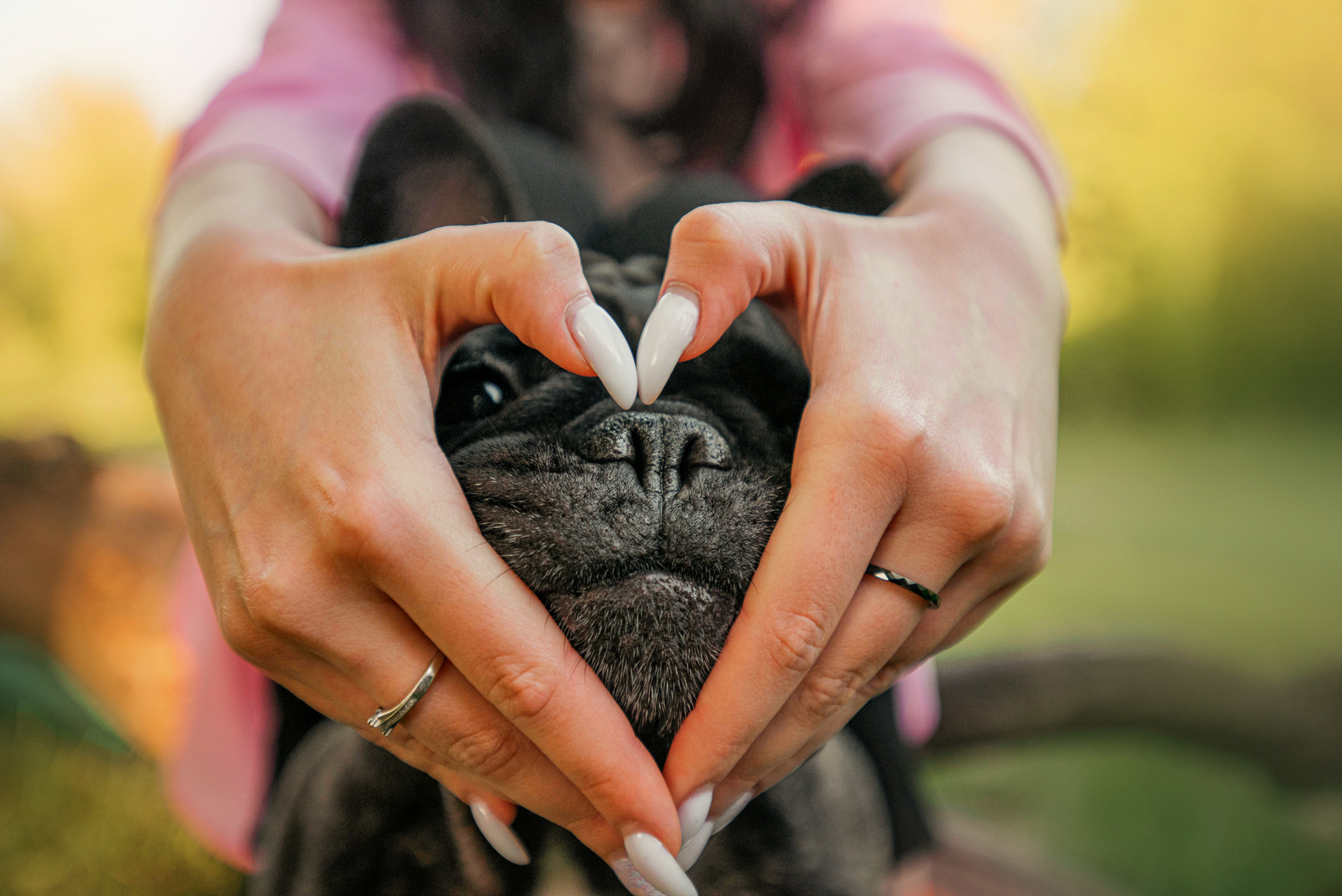 Французский бульдог Джоффри и его семья. Фотограф — анималист Саратов/Москва|Плужникова Юлия