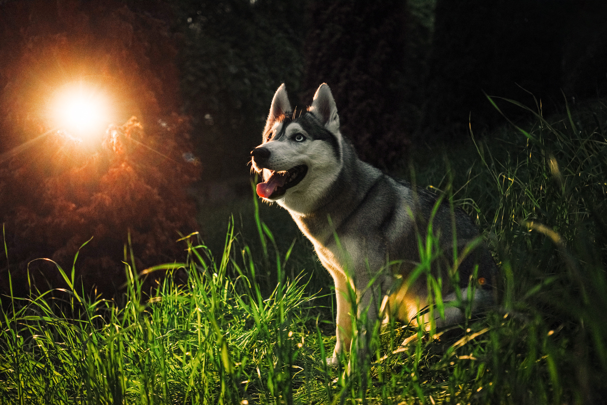 Настя и Грейс. Фотограф — анималист Саратов/Москва|Плужникова Юлия