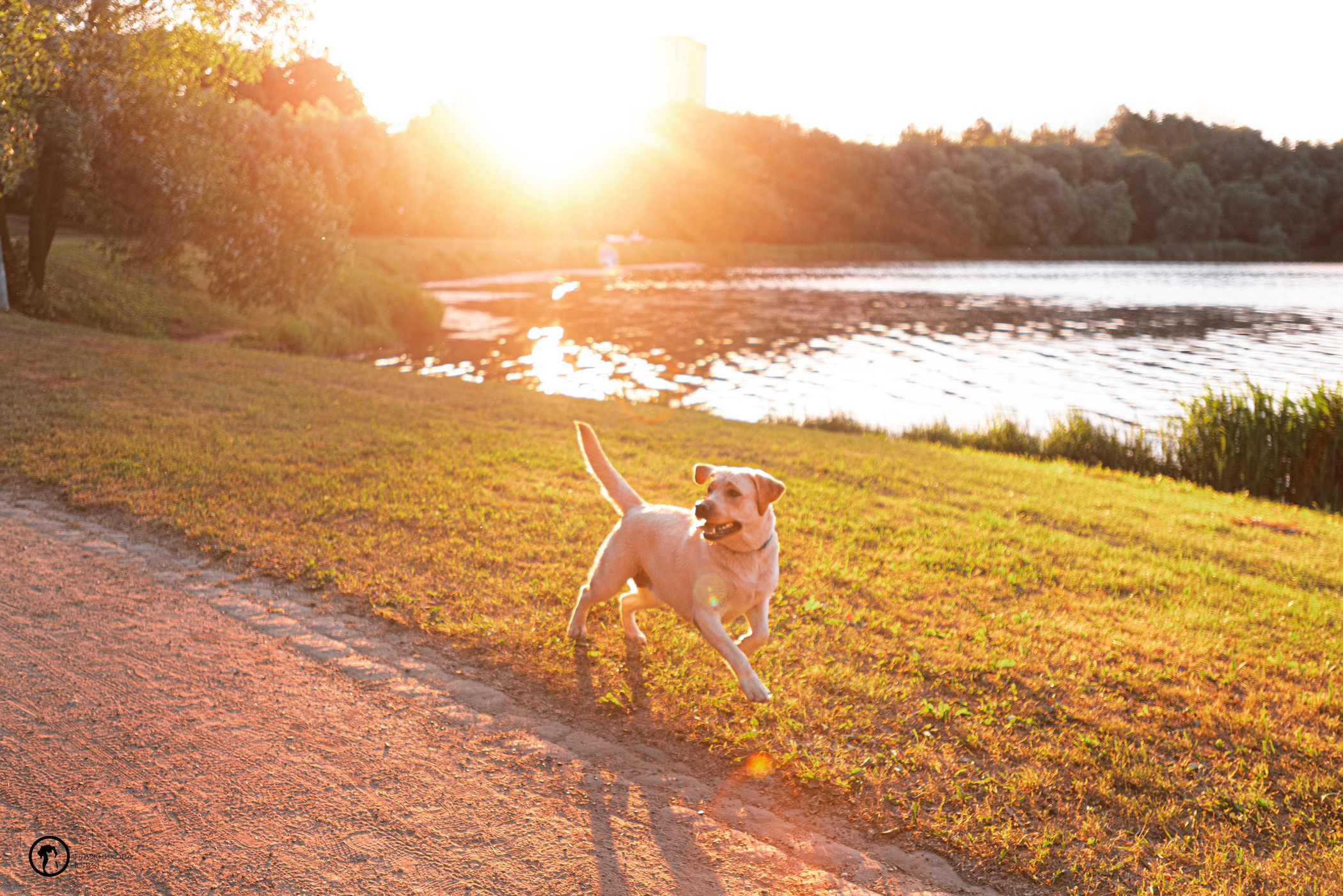 Зефирка и ее чудесная семья на летнем закате. Фотограф — анималист Саратов/Москва|Плужникова Юлия