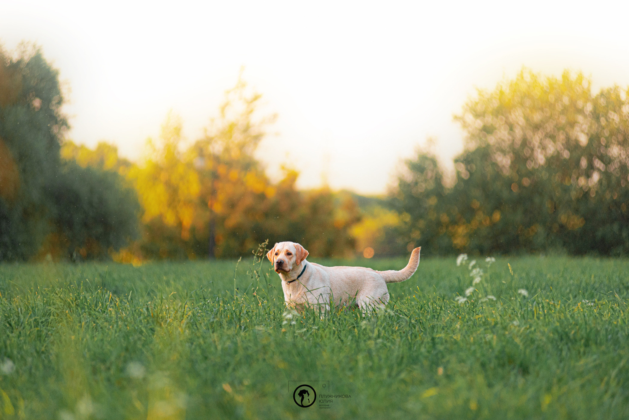 Зефирка и ее чудесная семья на летнем закате. Фотограф — анималист Саратов/Москва|Плужникова Юлия