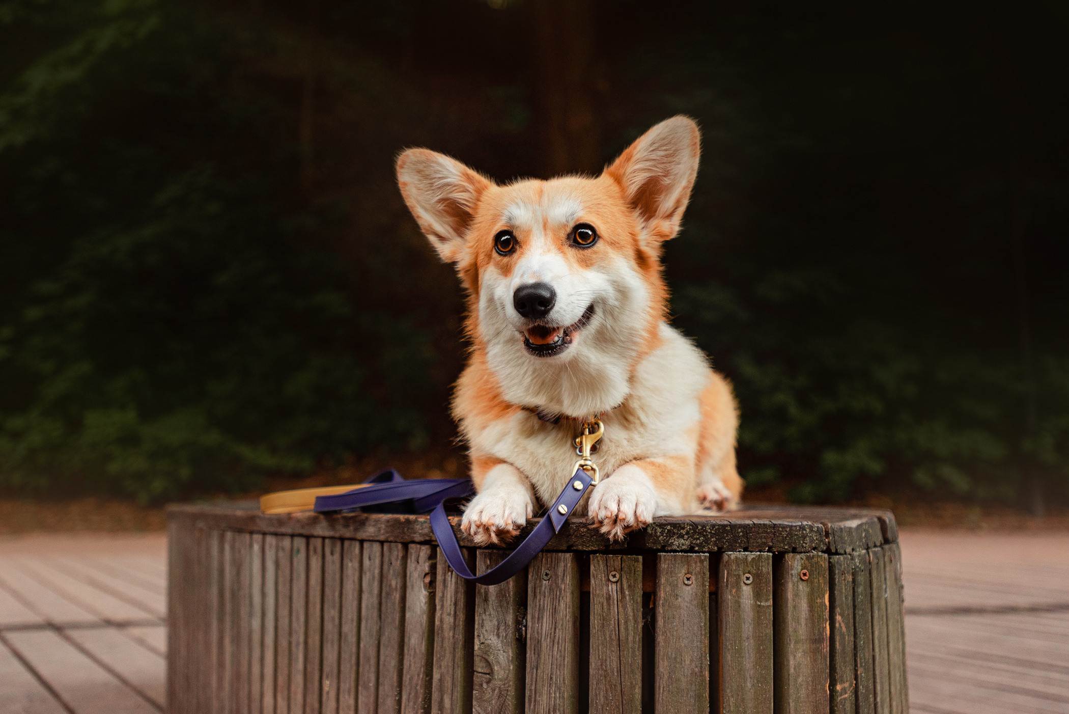 Ежа и Даша в Нескучном саду. Фотограф — анималист Саратов/Москва|Плужникова Юлия