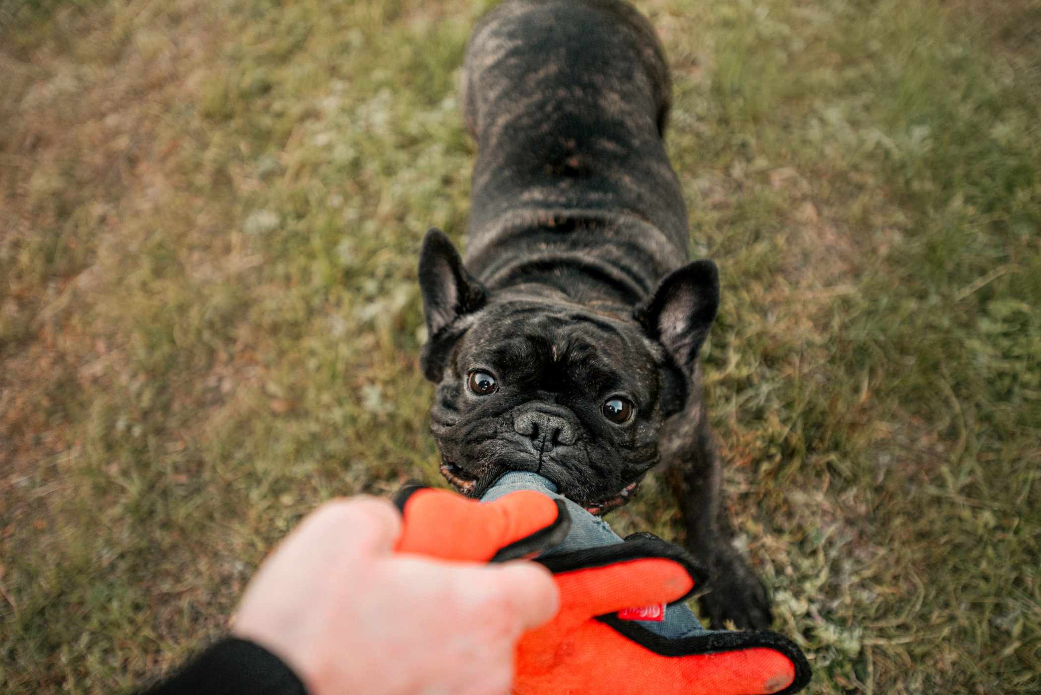 Французский бульдог Джоффри и его семья. Фотограф — анималист Саратов/Москва|Плужникова Юлия