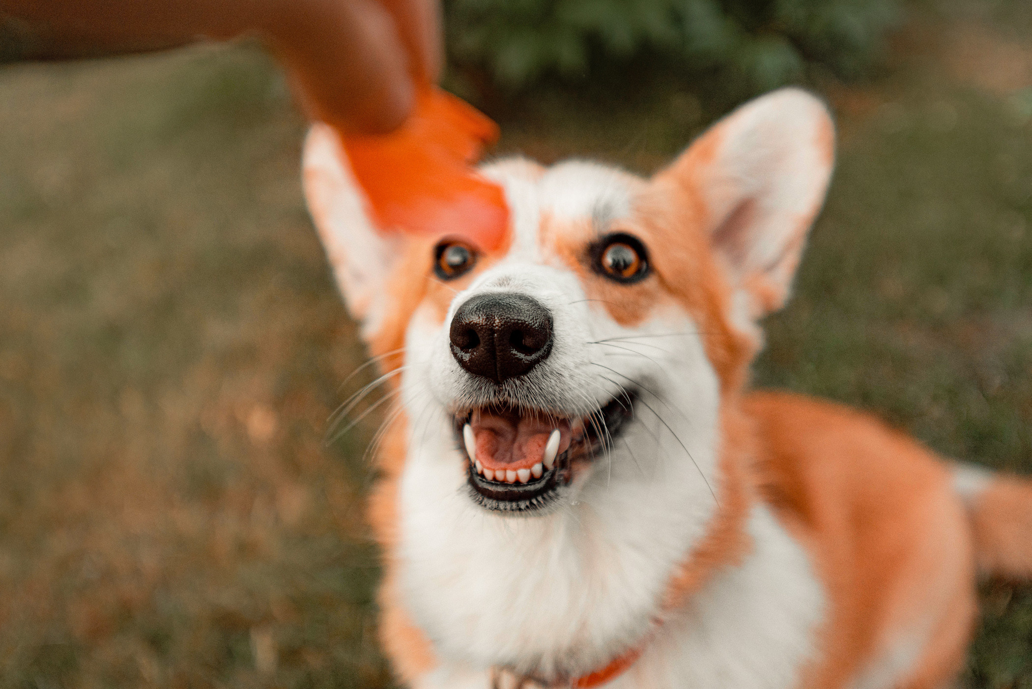 Ежа и Даша в Нескучном саду. Фотограф — анималист Саратов/Москва|Плужникова Юлия