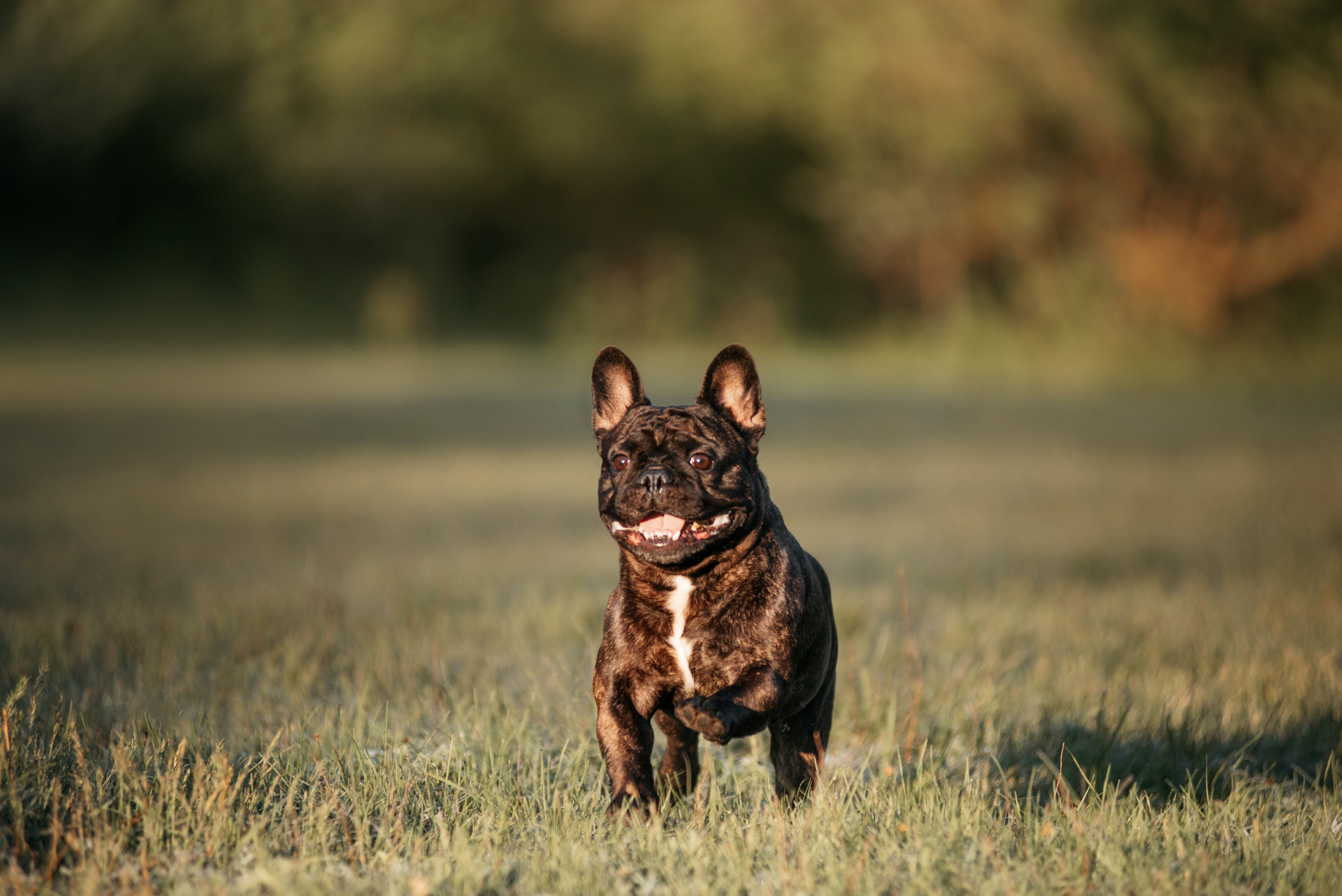 Французский бульдог Джоффри и его семья. Фотограф — анималист Саратов/Москва|Плужникова Юлия