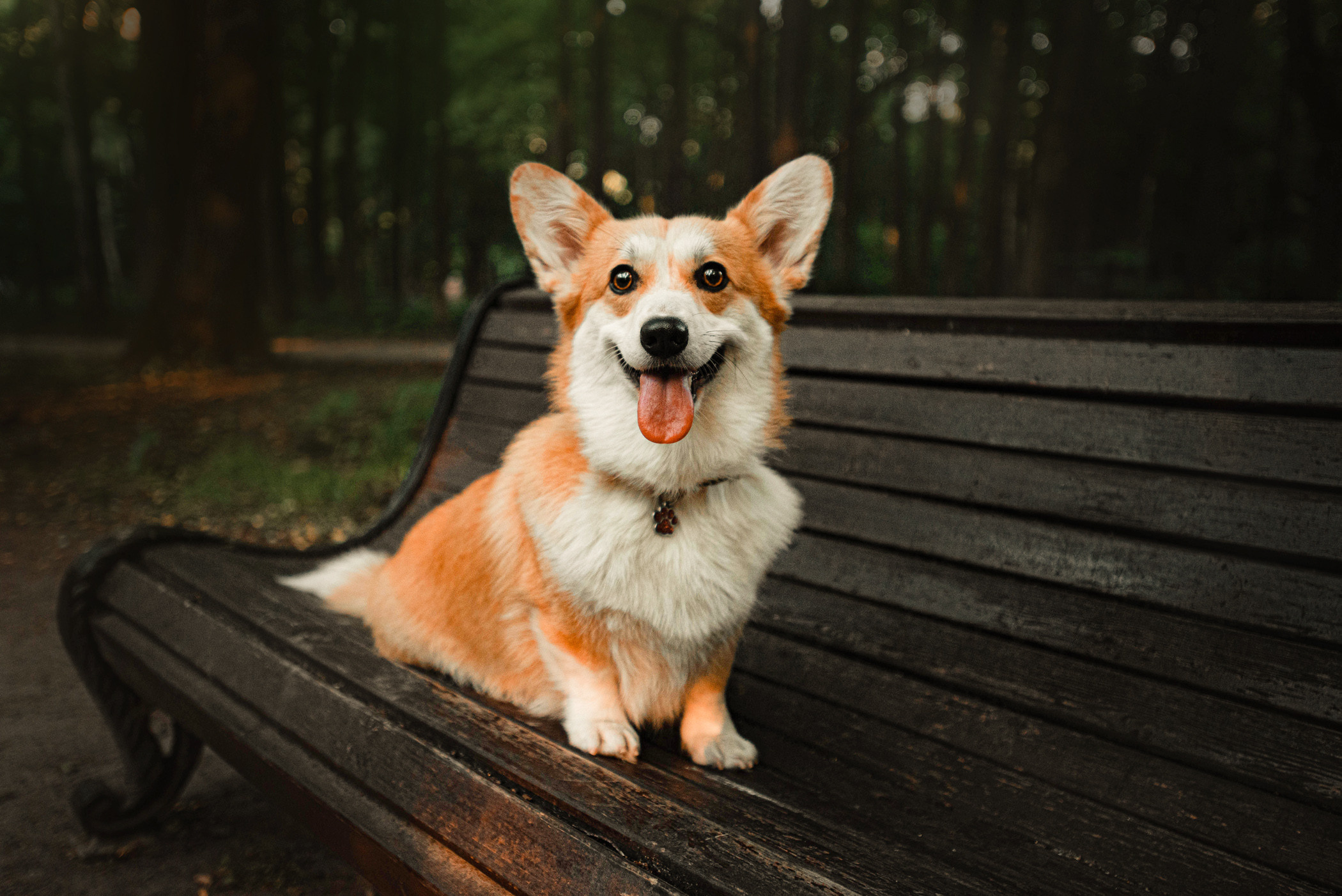 Ежа и Даша в Нескучном саду. Фотограф — анималист Саратов/Москва|Плужникова Юлия