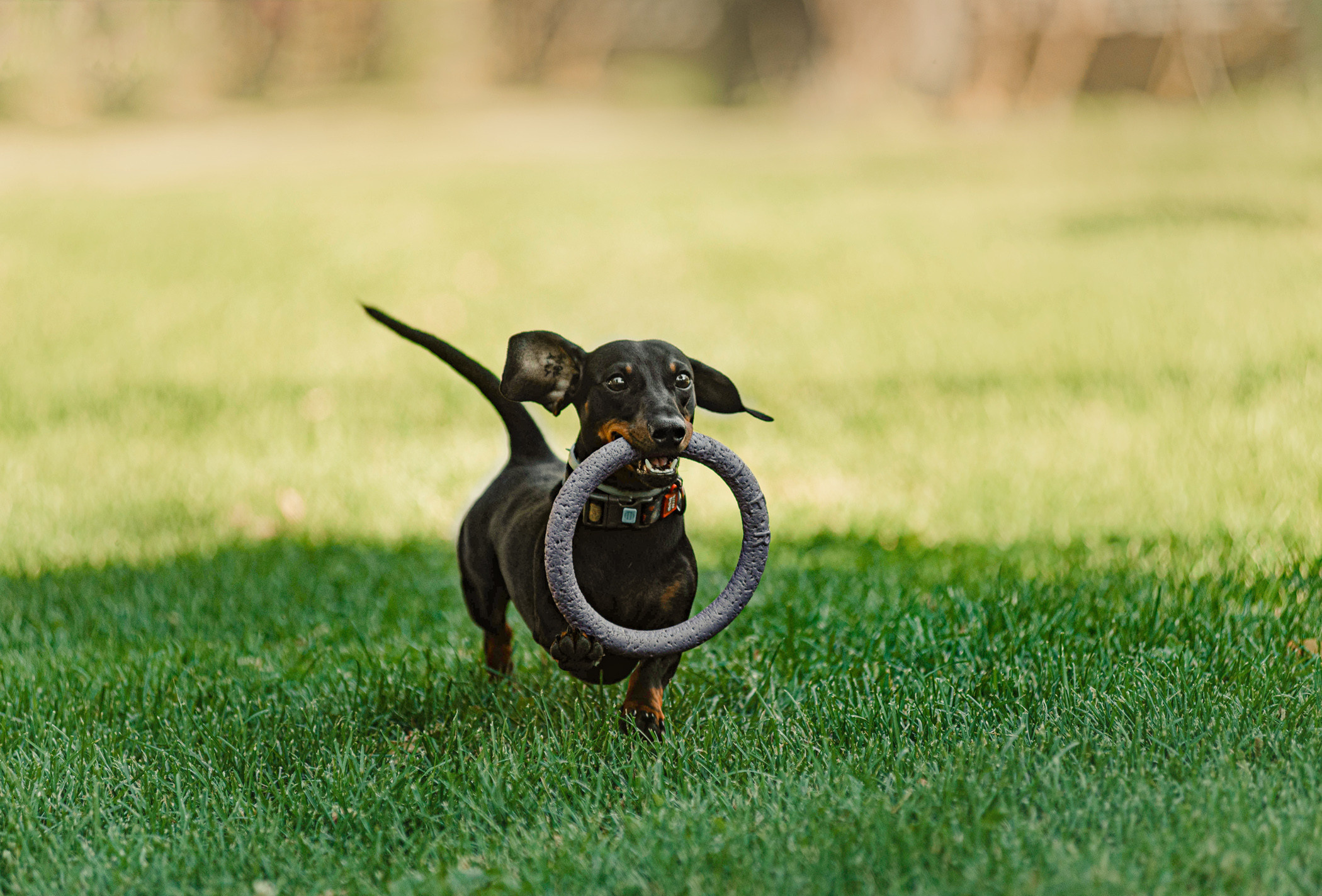 Малыш Гранд и его Таня на чистых прудах. Фотограф — анималист Саратов/Москва|Плужникова Юлия