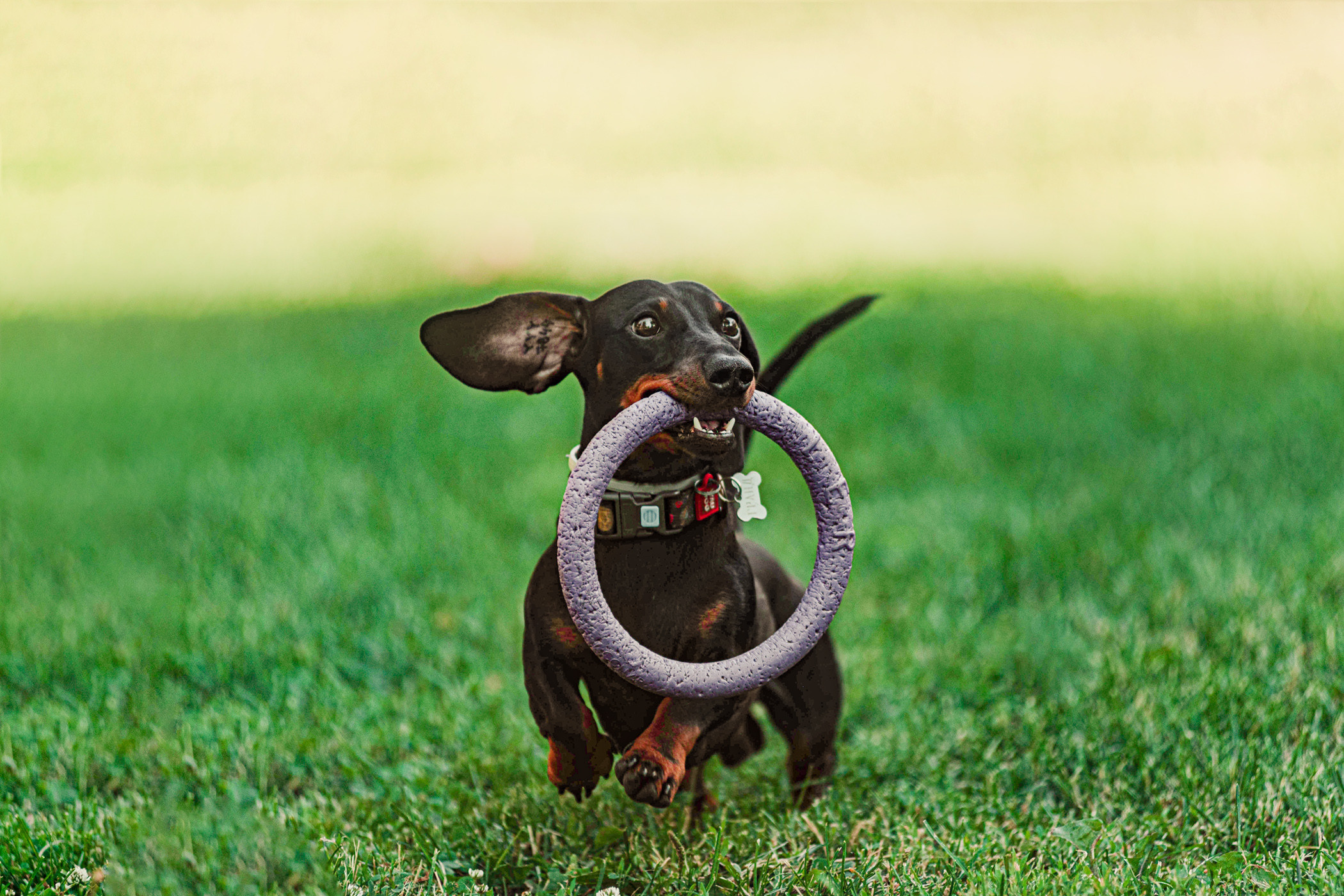 Малыш Гранд и его Таня на чистых прудах. Фотограф — анималист Саратов/Москва|Плужникова Юлия