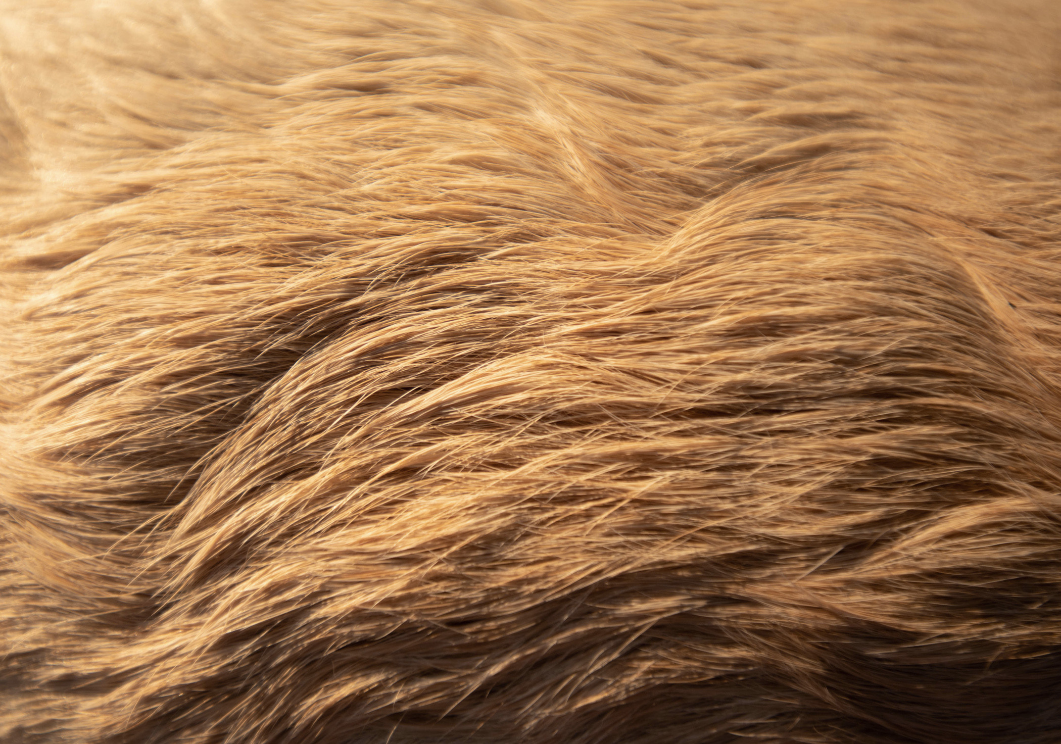 Зефирка и ее чудесная семья на летнем закате. Фотограф — анималист Саратов/Москва|Плужникова Юлия