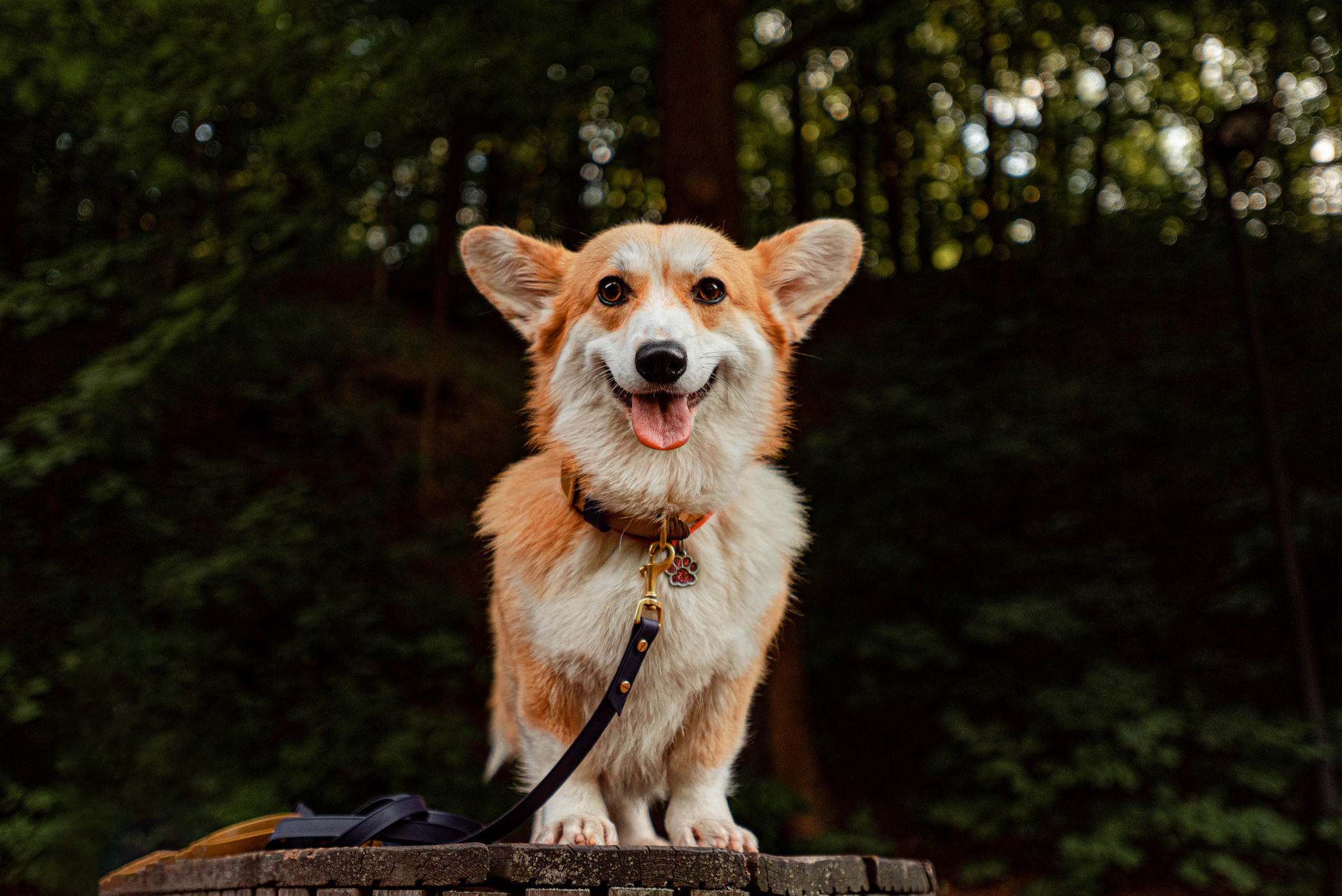 Ежа и Даша в Нескучном саду. Фотограф — анималист Саратов/Москва|Плужникова Юлия