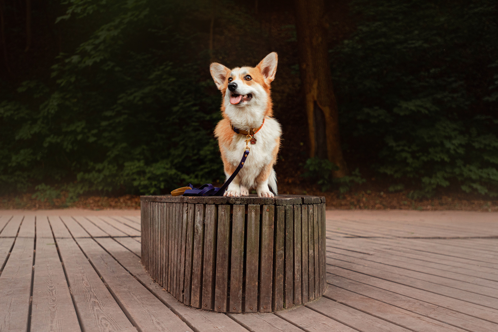 Ежа и Даша в Нескучном саду. Фотограф — анималист Саратов/Москва|Плужникова Юлия