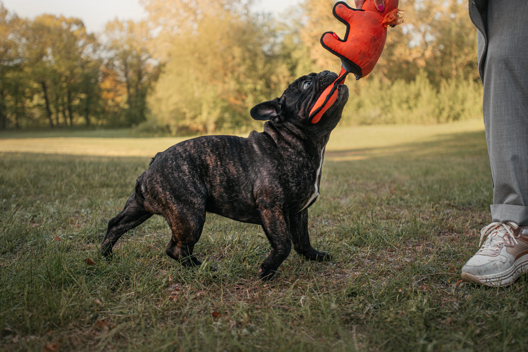 Французский бульдог Джоффри и его семья. Фотограф — анималист Саратов/Москва|Плужникова Юлия