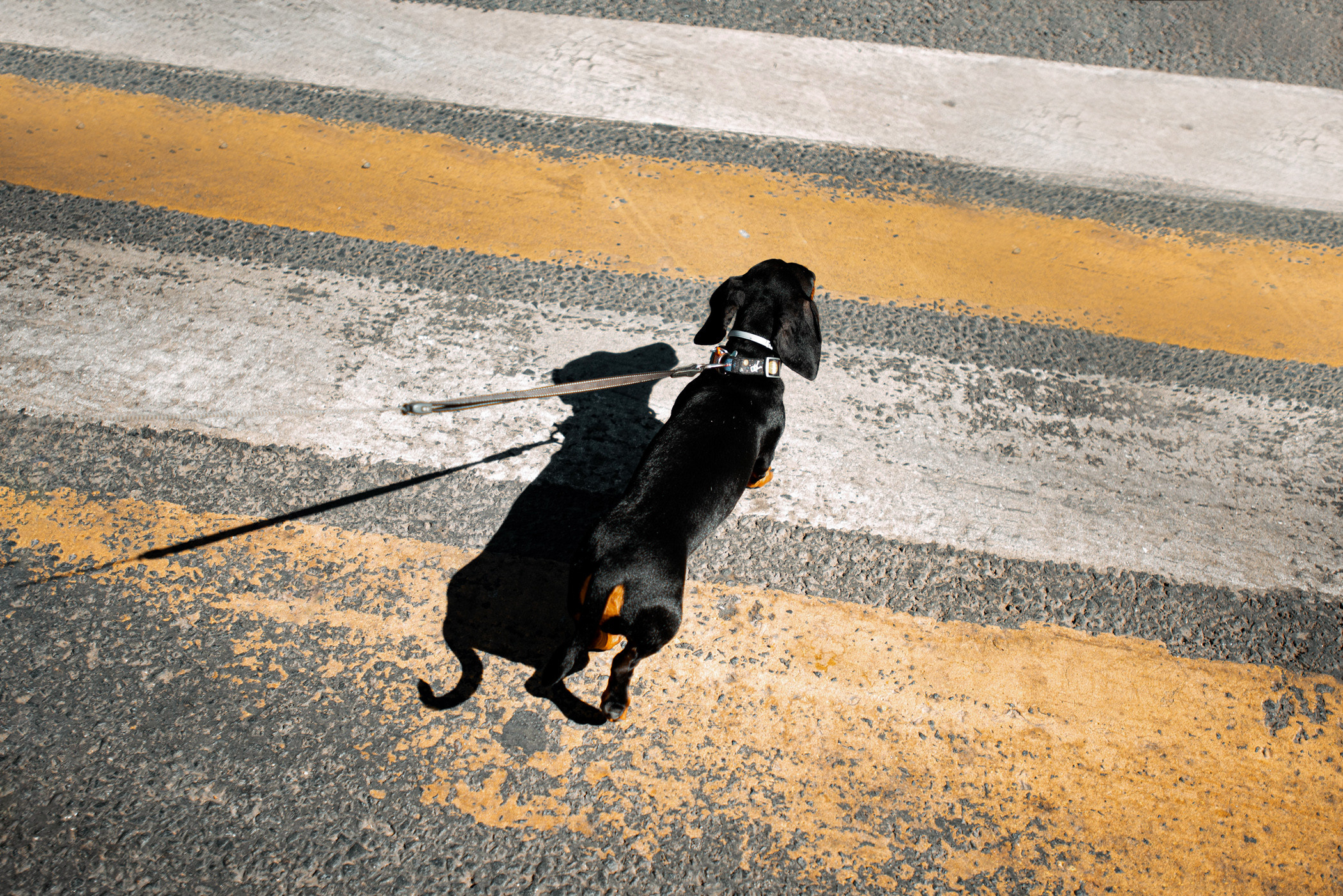 Малыш Гранд и его Таня на чистых прудах. Фотограф — анималист Саратов/Москва|Плужникова Юлия