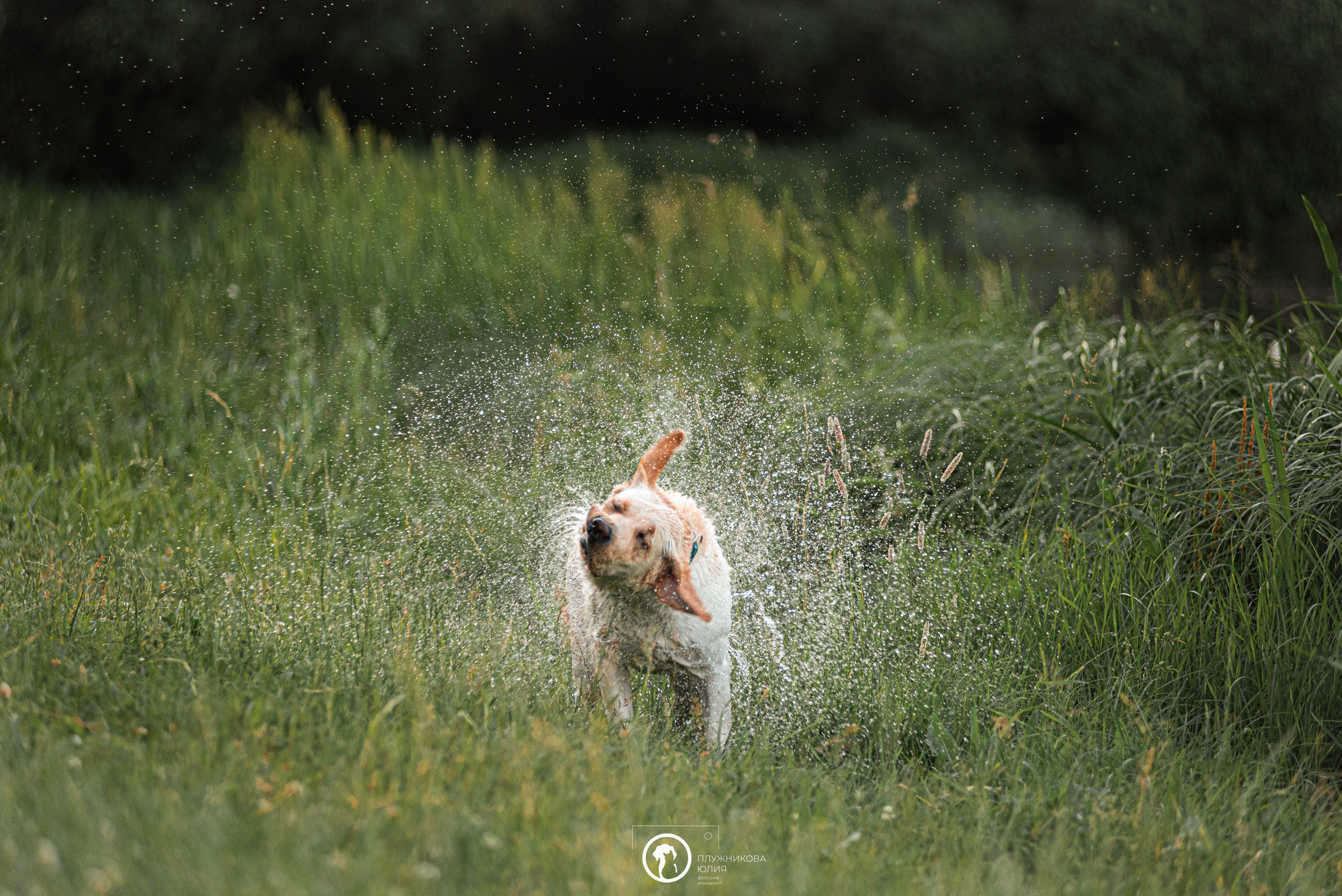 Зефирка и ее чудесная семья на летнем закате. Фотограф — анималист Саратов/Москва|Плужникова Юлия