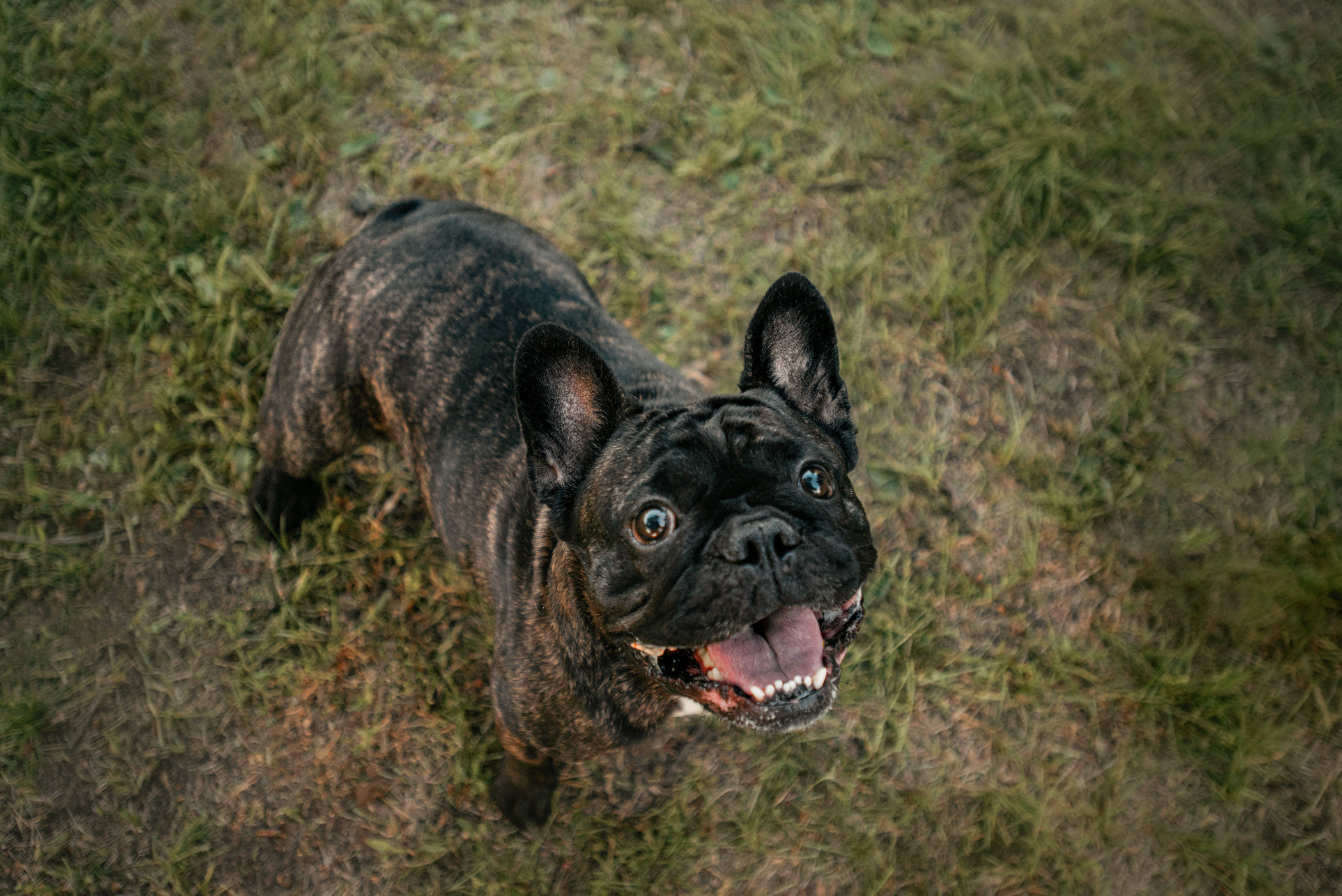 Французский бульдог Джоффри и его семья. Фотограф — анималист Саратов/Москва|Плужникова Юлия