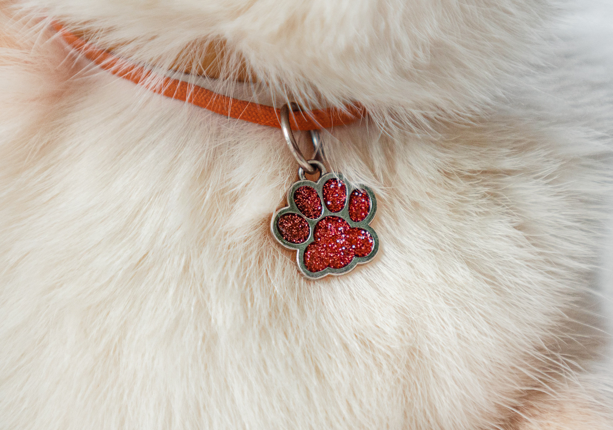 Ежа и Даша в Нескучном саду. Фотограф — анималист Саратов/Москва|Плужникова Юлия