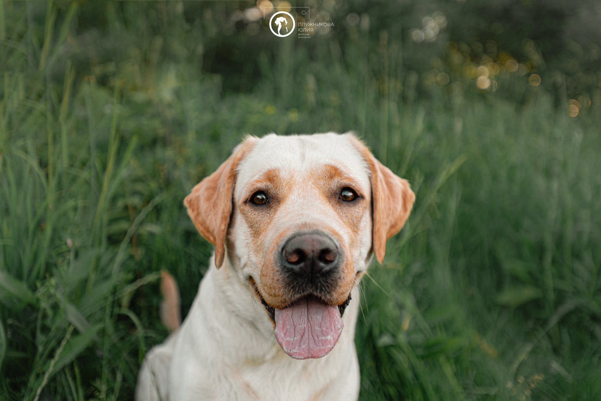Зефирка и ее чудесная семья на летнем закате. Фотограф — анималист Саратов/Москва|Плужникова Юлия