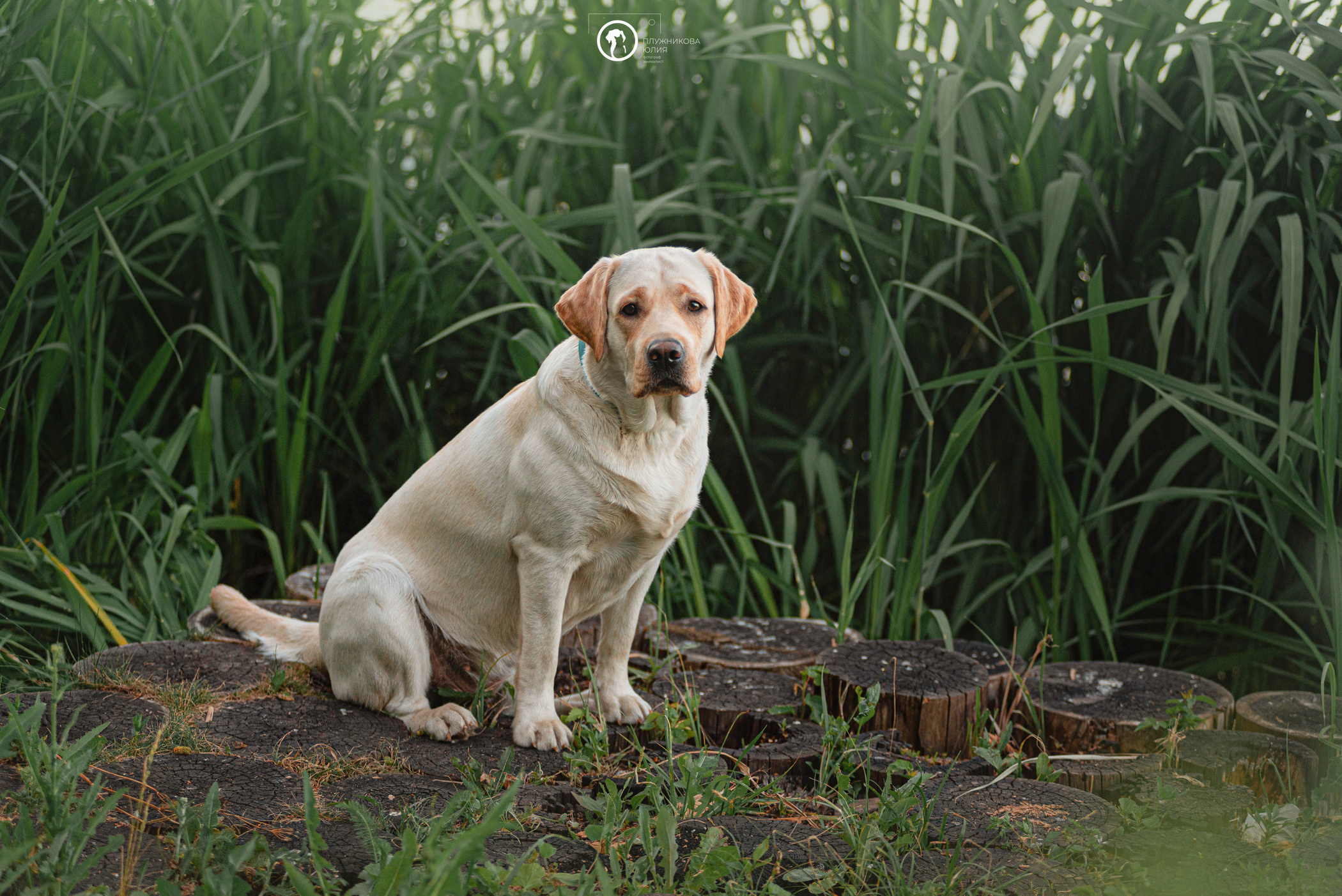 Зефирка и ее чудесная семья на летнем закате. Фотограф — анималист Саратов/Москва|Плужникова Юлия