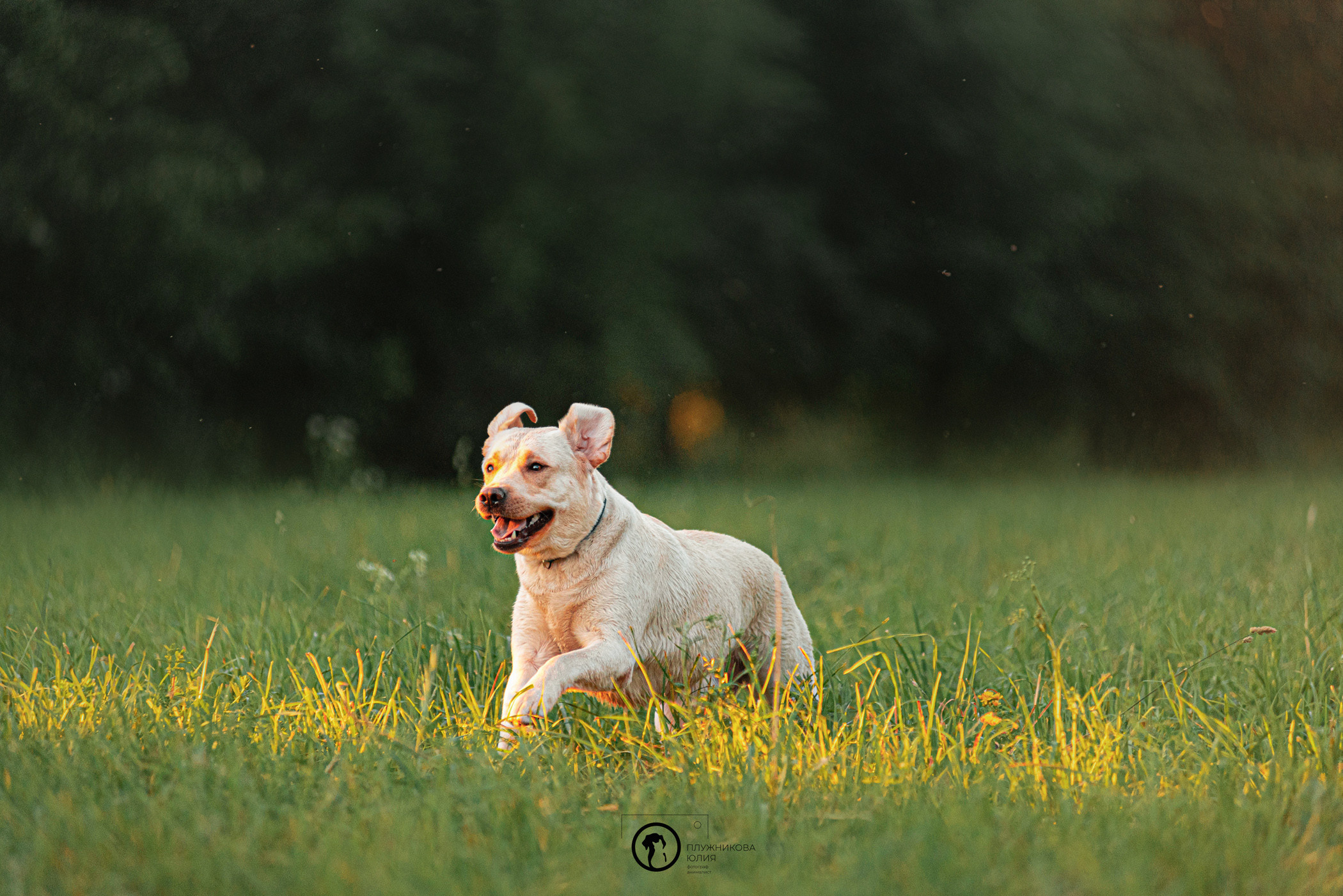 Зефирка и ее чудесная семья на летнем закате. Фотограф — анималист Саратов/Москва|Плужникова Юлия