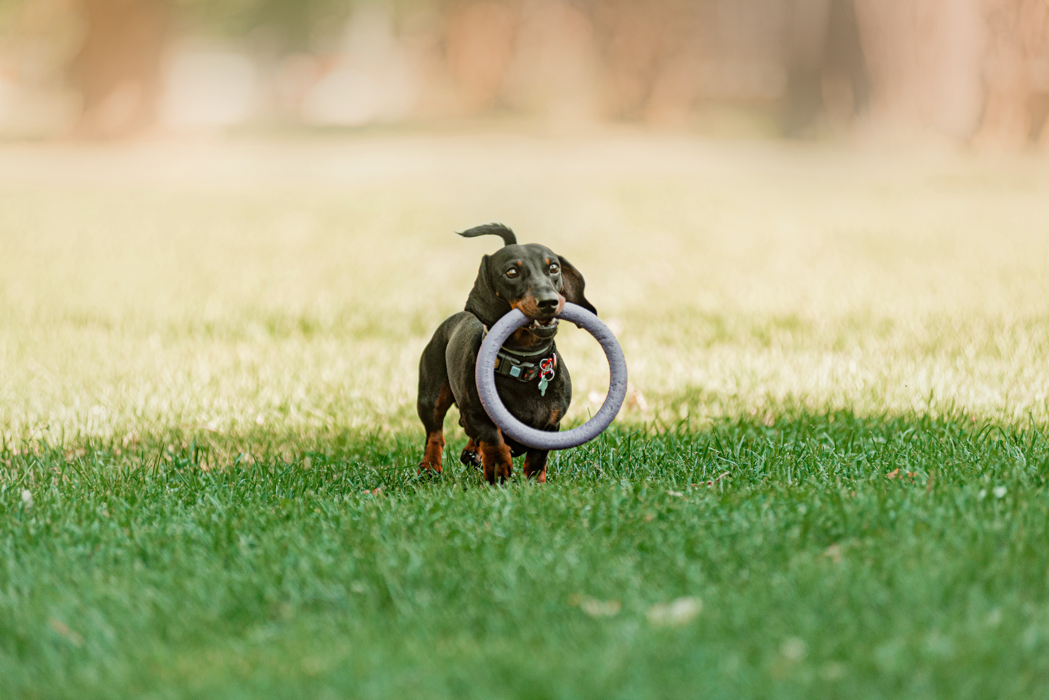Малыш Гранд и его Таня на чистых прудах. Фотограф — анималист Саратов/Москва|Плужникова Юлия