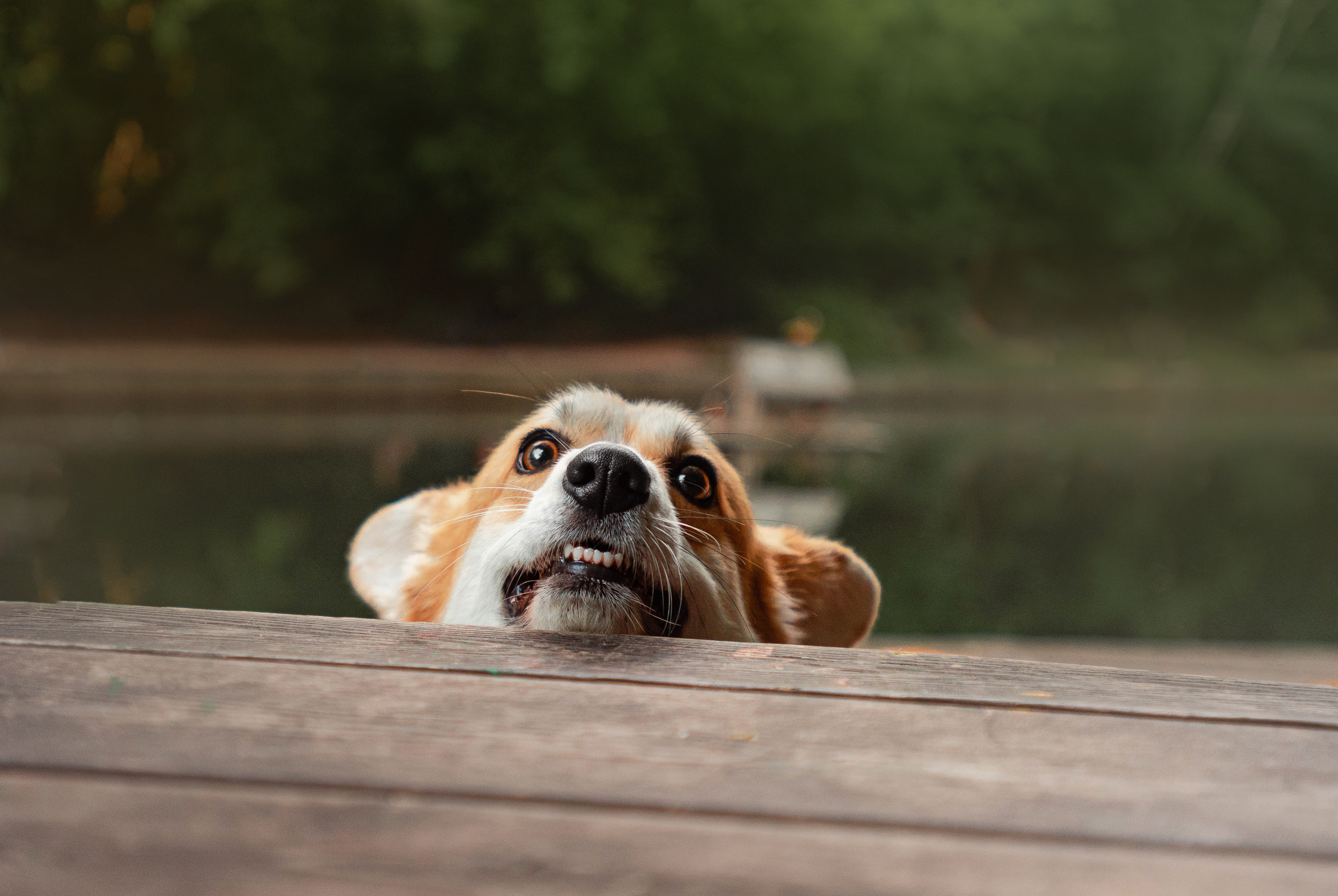Ежа и Даша в Нескучном саду. Фотограф — анималист Саратов/Москва|Плужникова Юлия