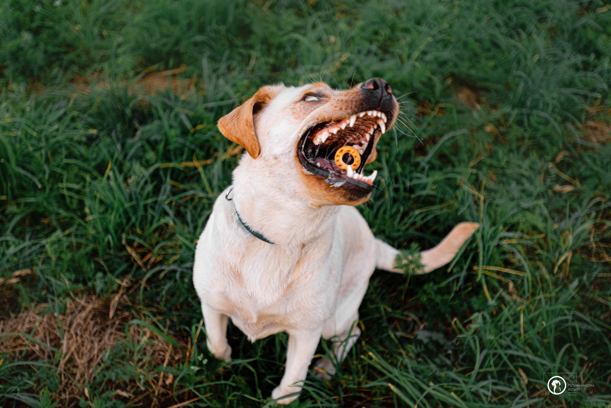 Зефирка и ее чудесная семья на летнем закате. Фотограф — анималист Саратов/Москва|Плужникова Юлия