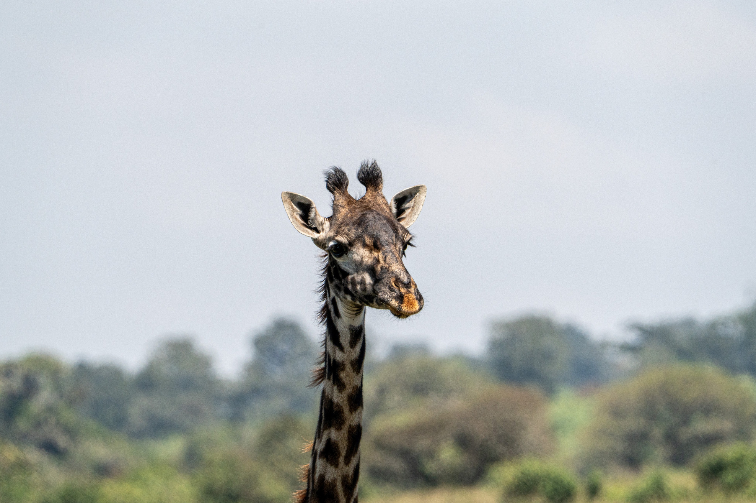 Танзания, сафари, 2025. Творческие сьемки