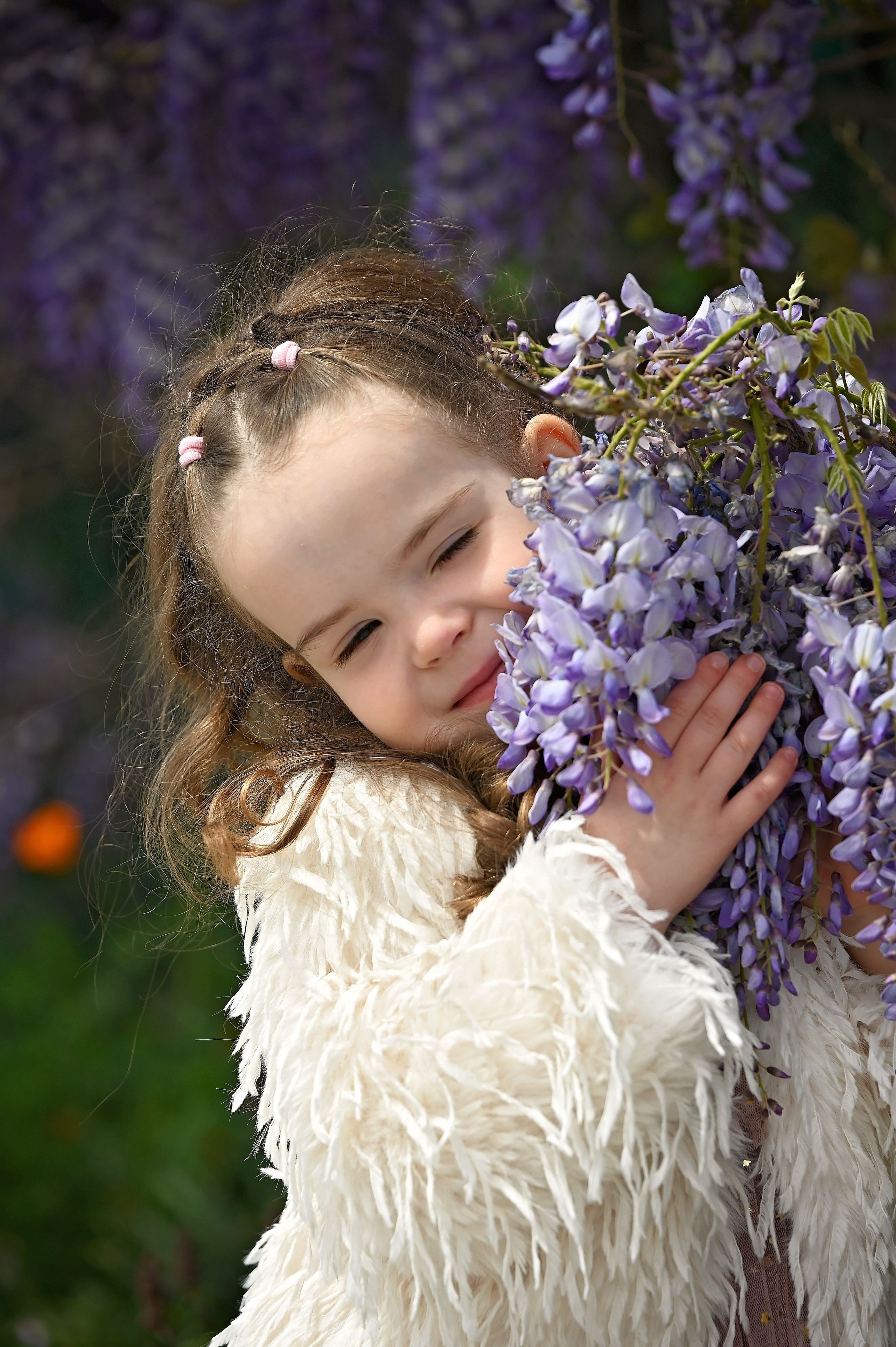 Глициния. Главная