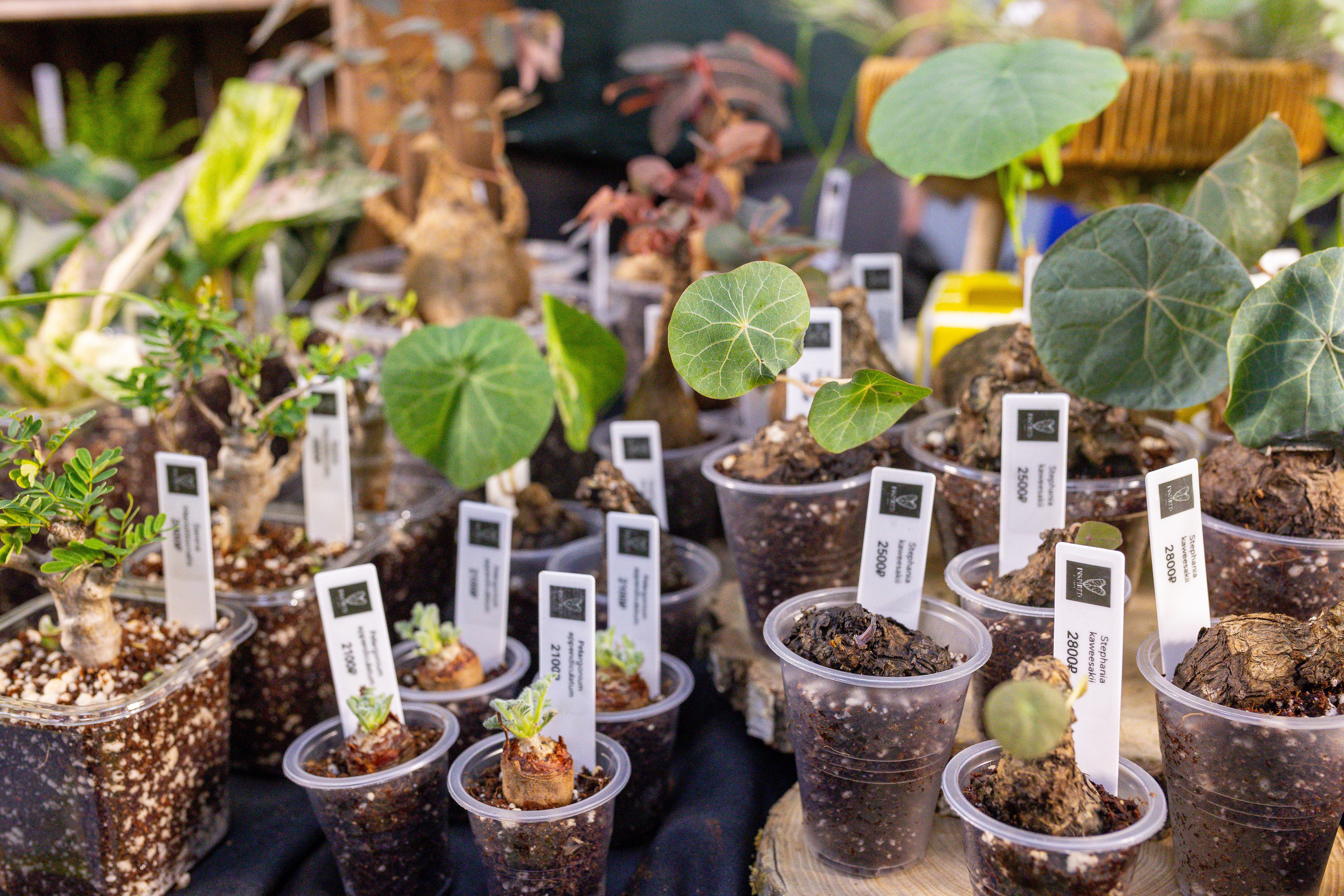 Монстериум 11–12 октября. Александра Куликова фотограф, Москва