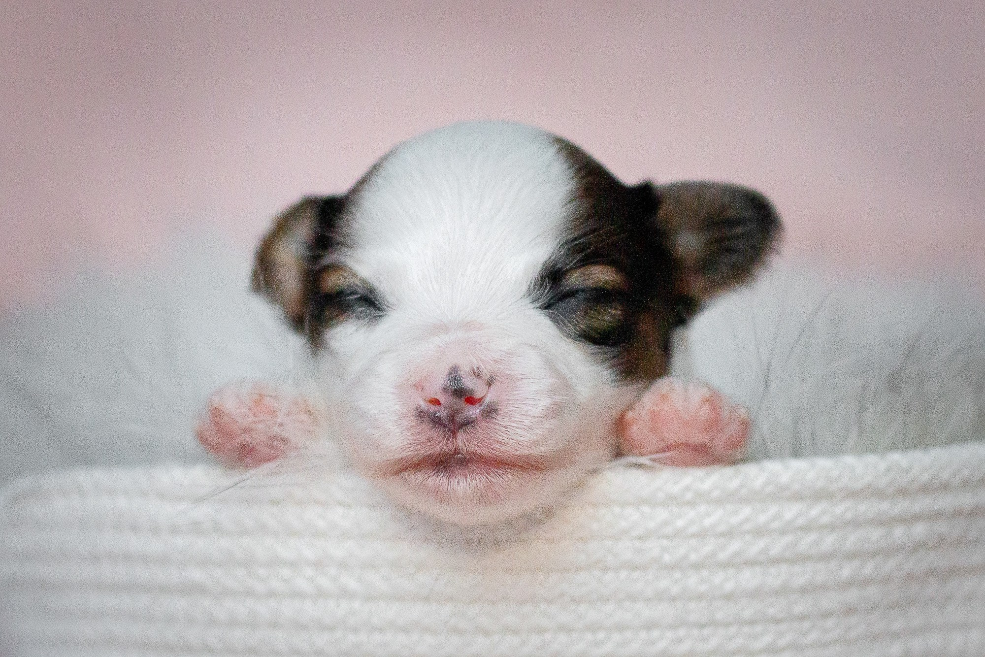 Папийоны (ньюборн). Фотограф анималист, семейный фотограф, фотограф собак Комратова Мария. г. Москва