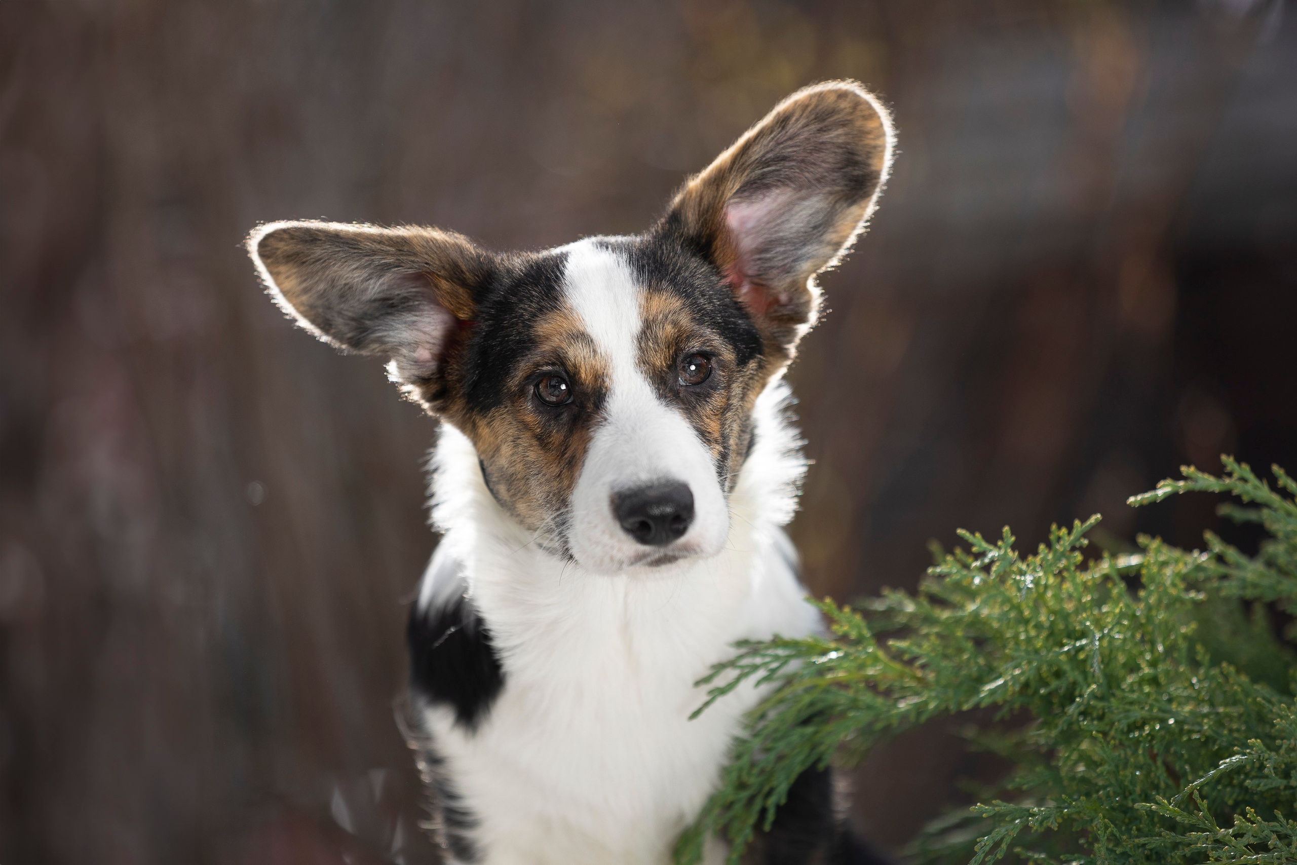 Вельш Корги Кардиган. Фотограф анималист, семейный фотограф, фотограф собак Комратова Мария. г. Москва