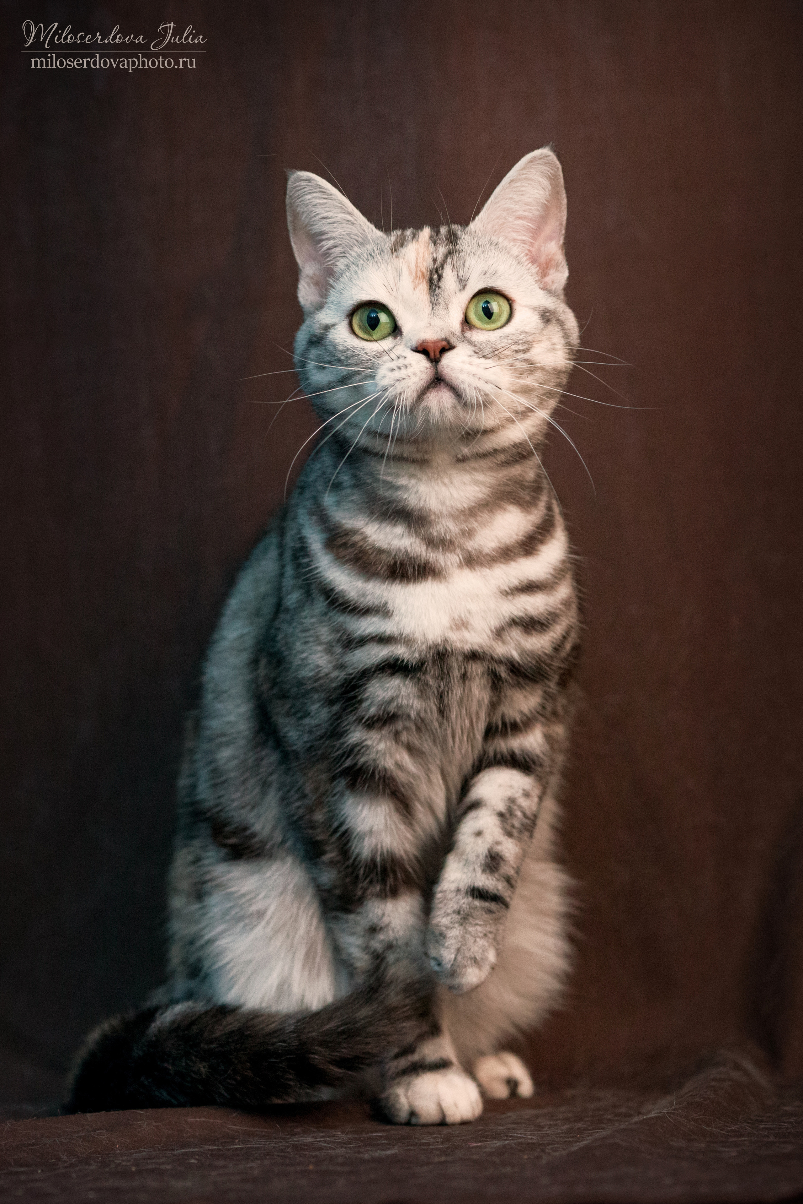 Фотосъёмка домашних животных. Фотограф Юлия Милосердова