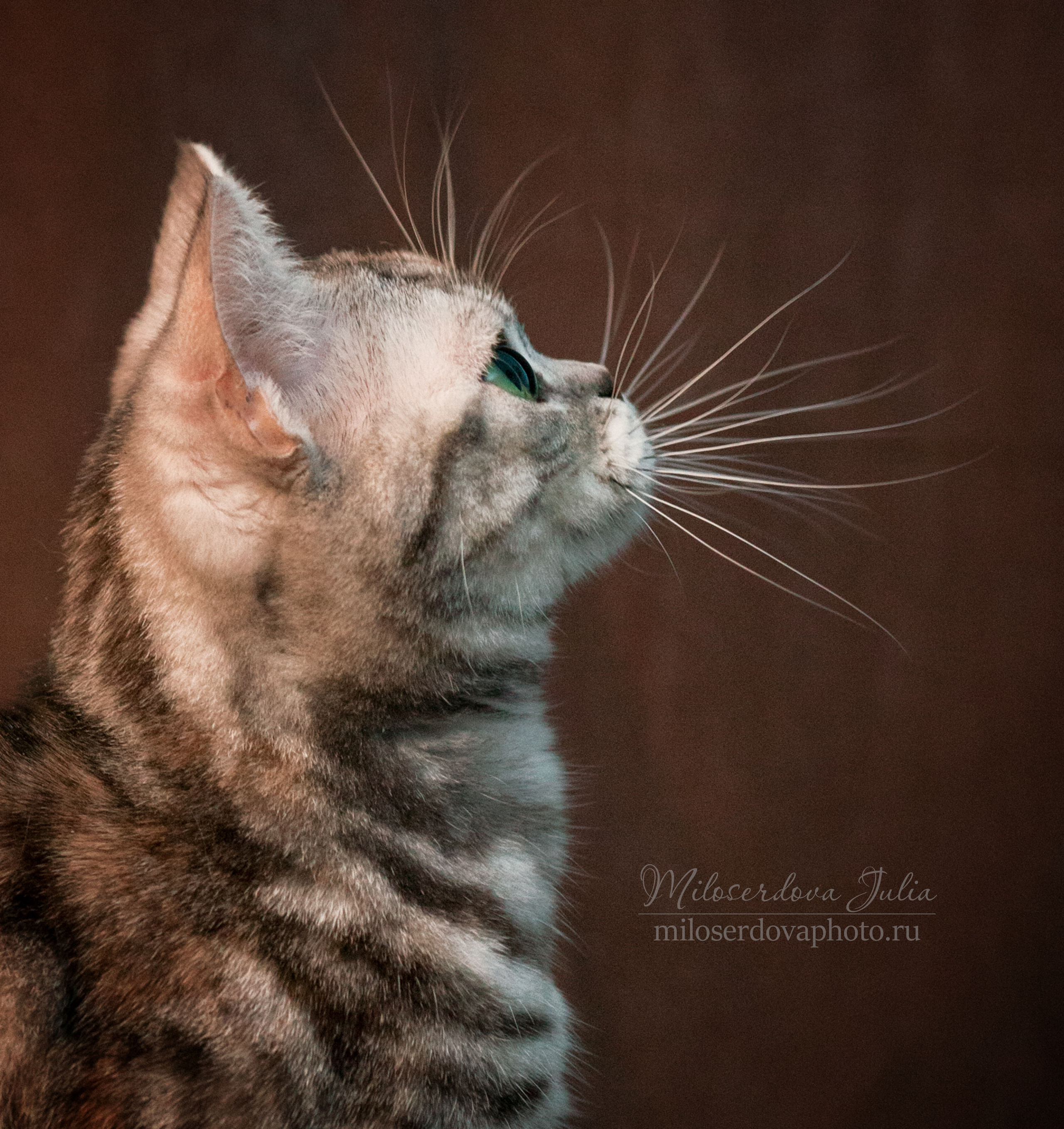 Фотосъёмка домашних животных. Фотограф Юлия Милосердова