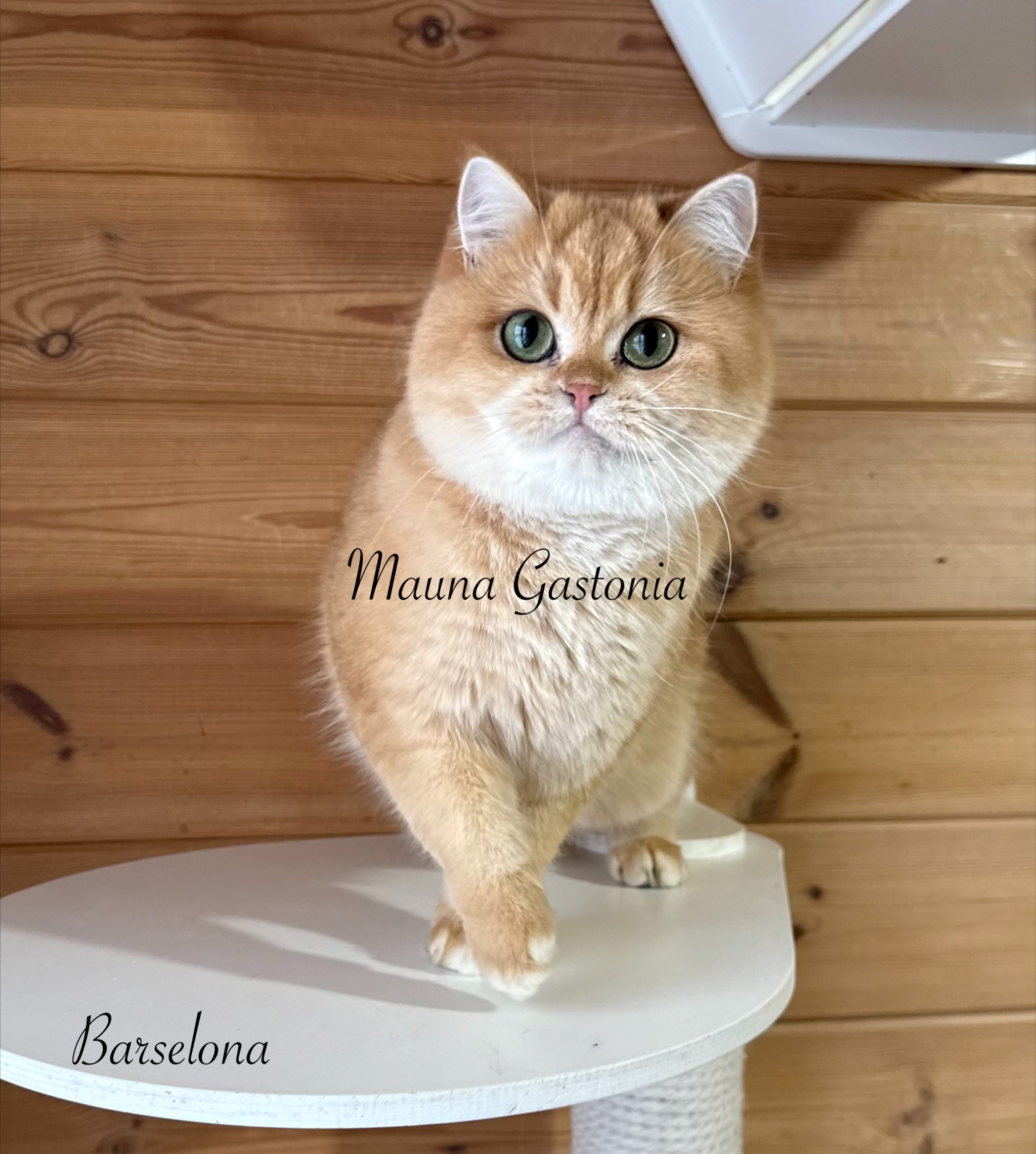 Barselona. Mauna Gastonia