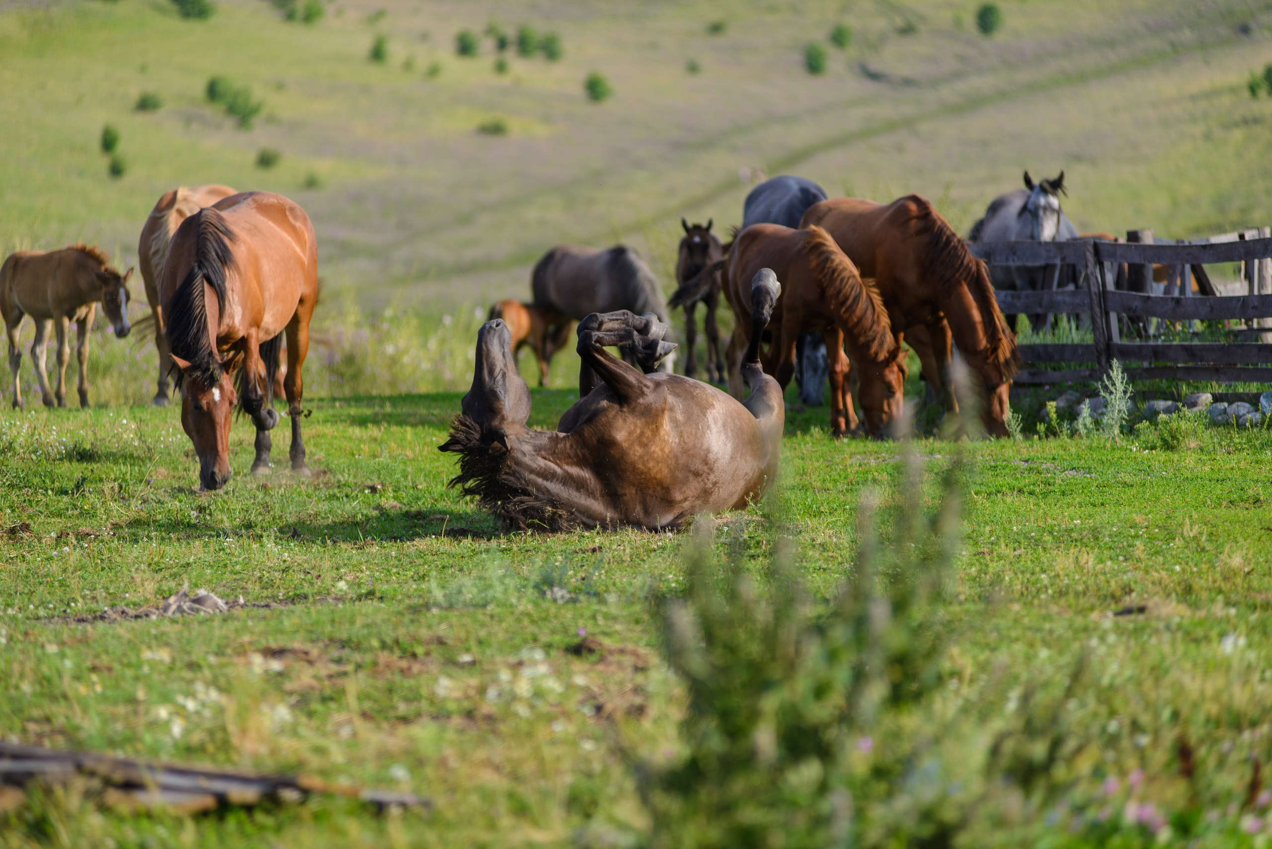 Природа. Фотограф в городе Омске Константин Зоткин