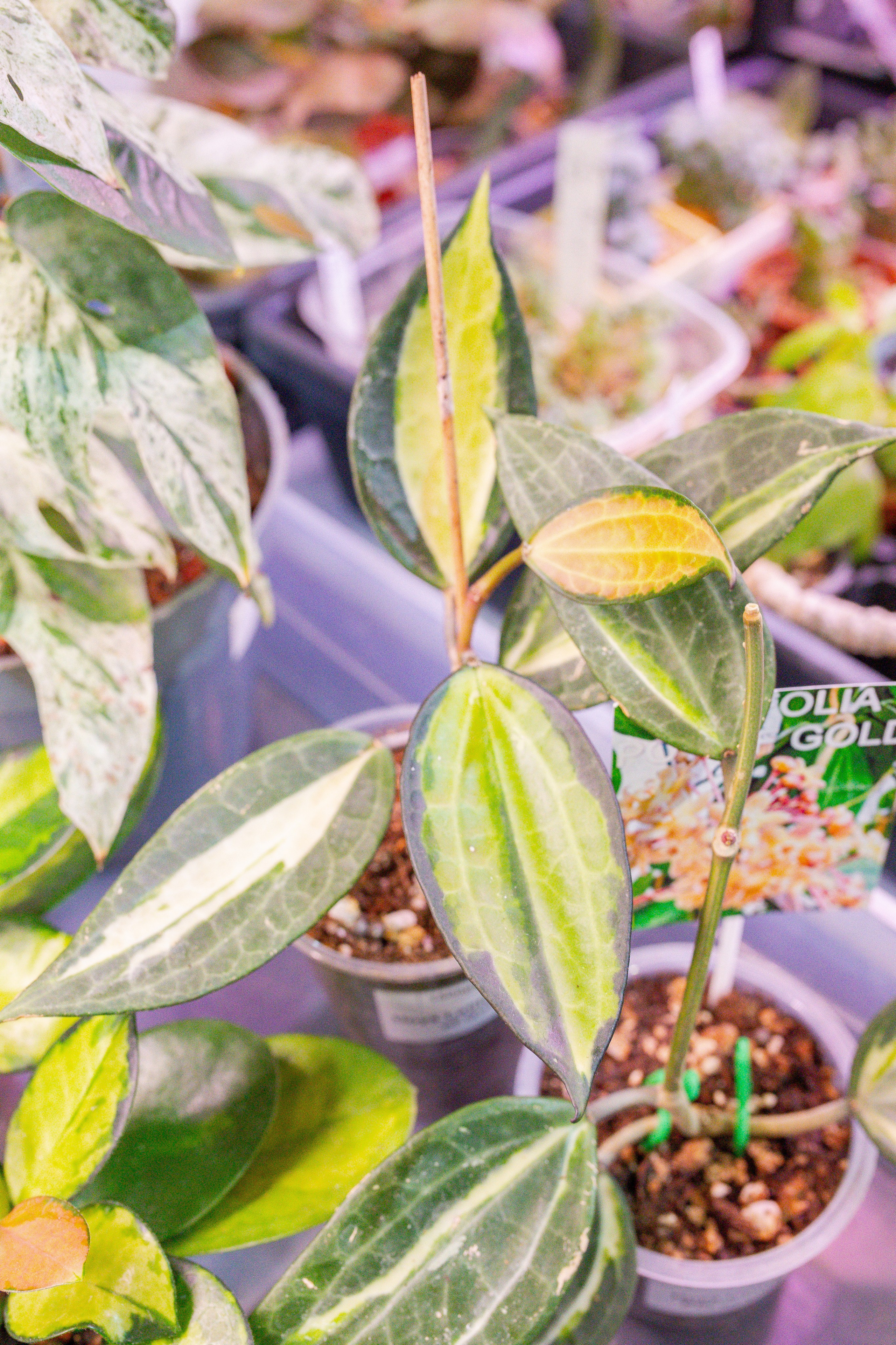 Кактус Фест. Александра Куликова фотограф, Москва