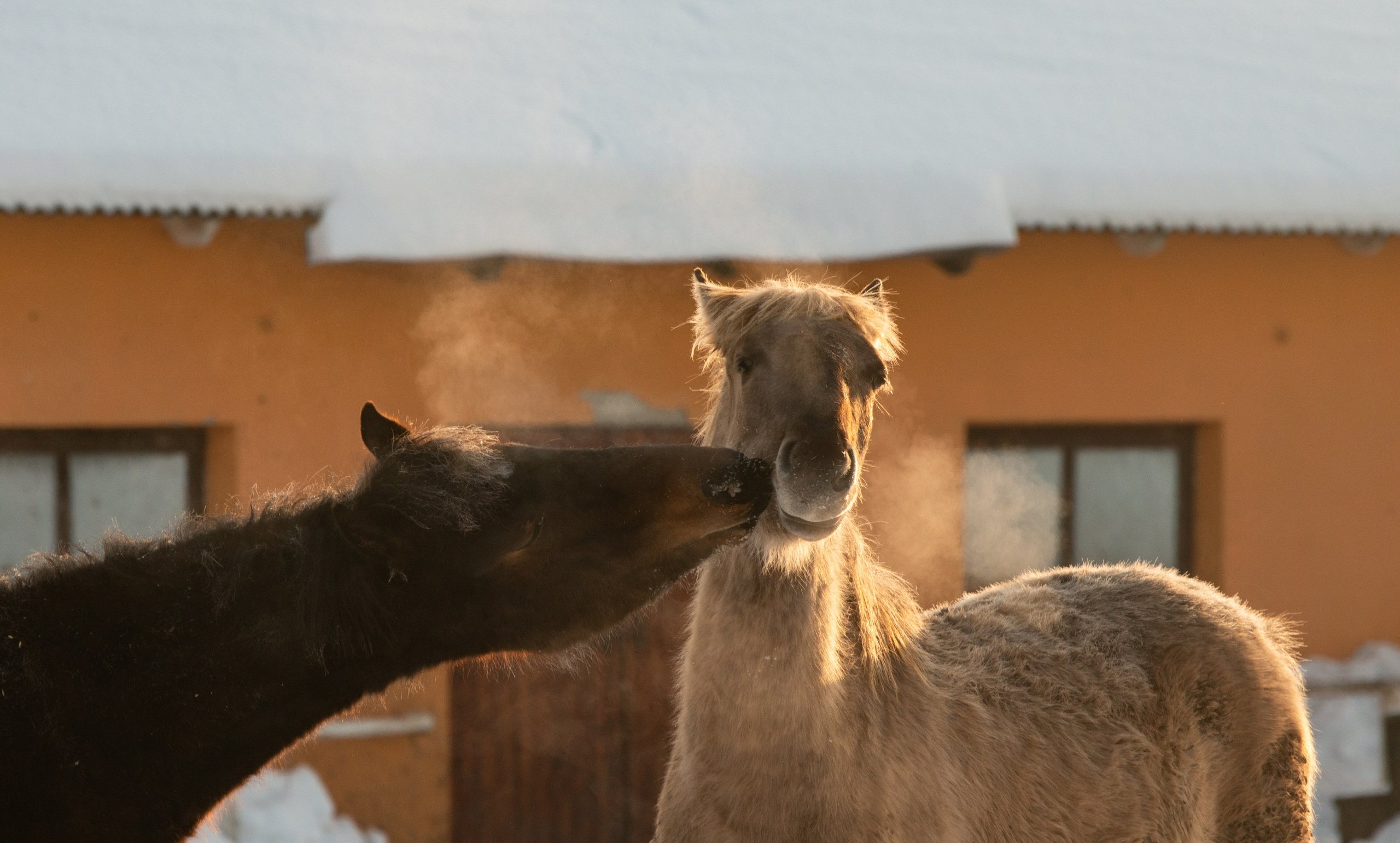 Псовая охота Аванпост. Конный фотограф в Саратове Юлия Иванова