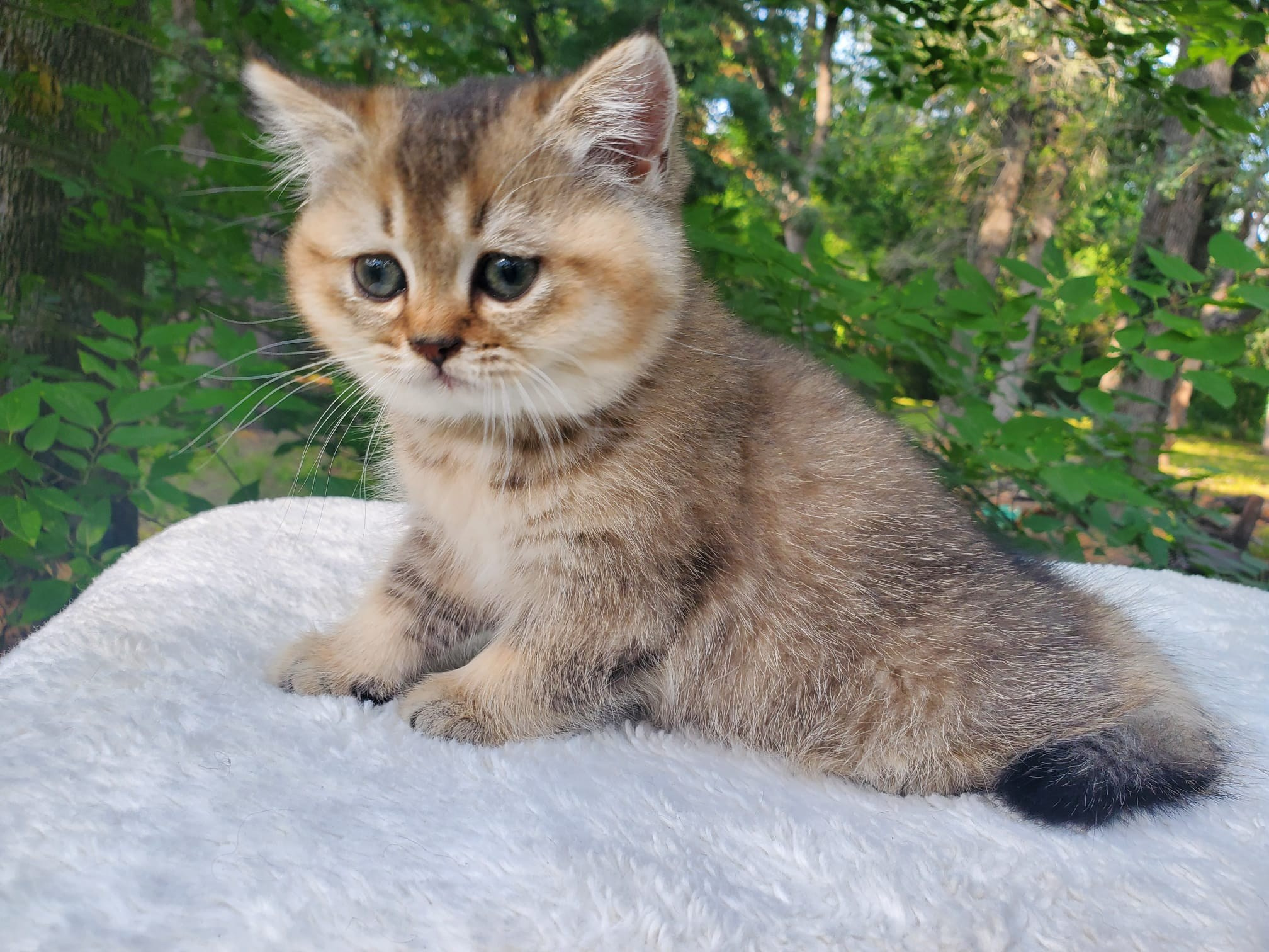 Tina, female, DB-04.07.25, sold. British shorhair Cats