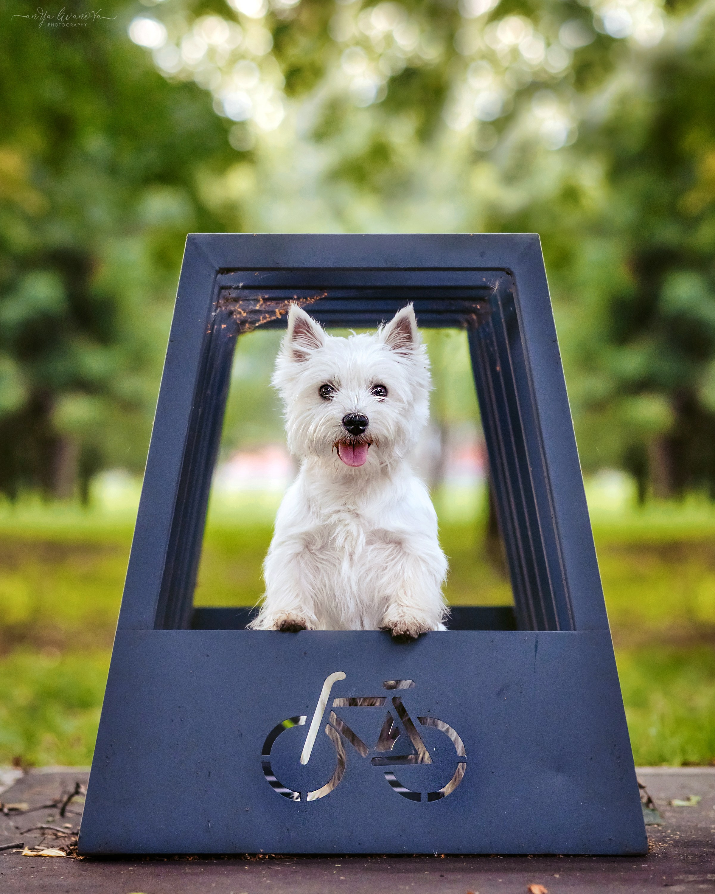 Полина — Артём и Тофу. Фотограф анималист Аня Ливанова | Рыбинск