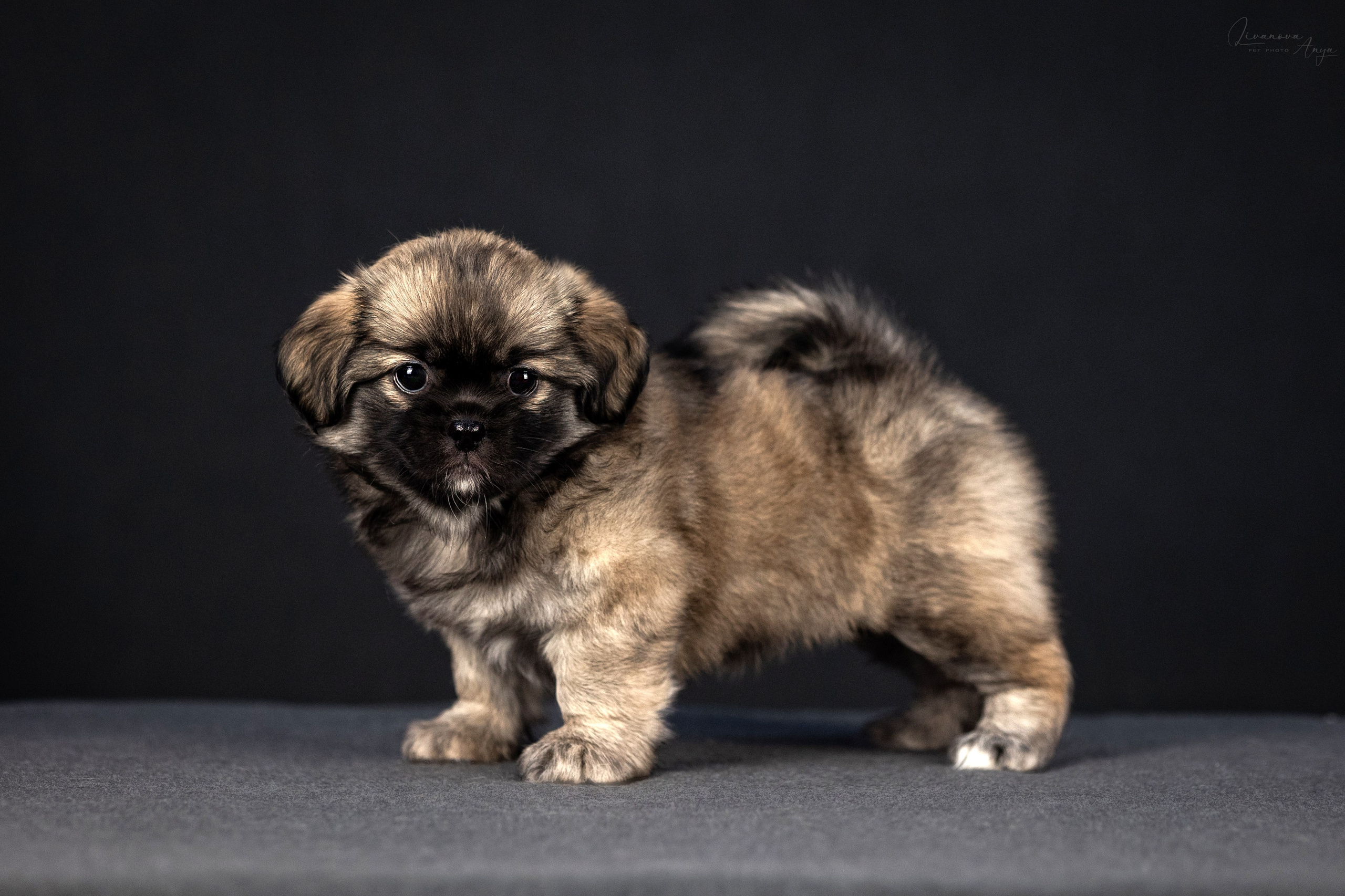 Тибетские спаниели. Фотограф анималист Аня Ливанова | Рыбинск