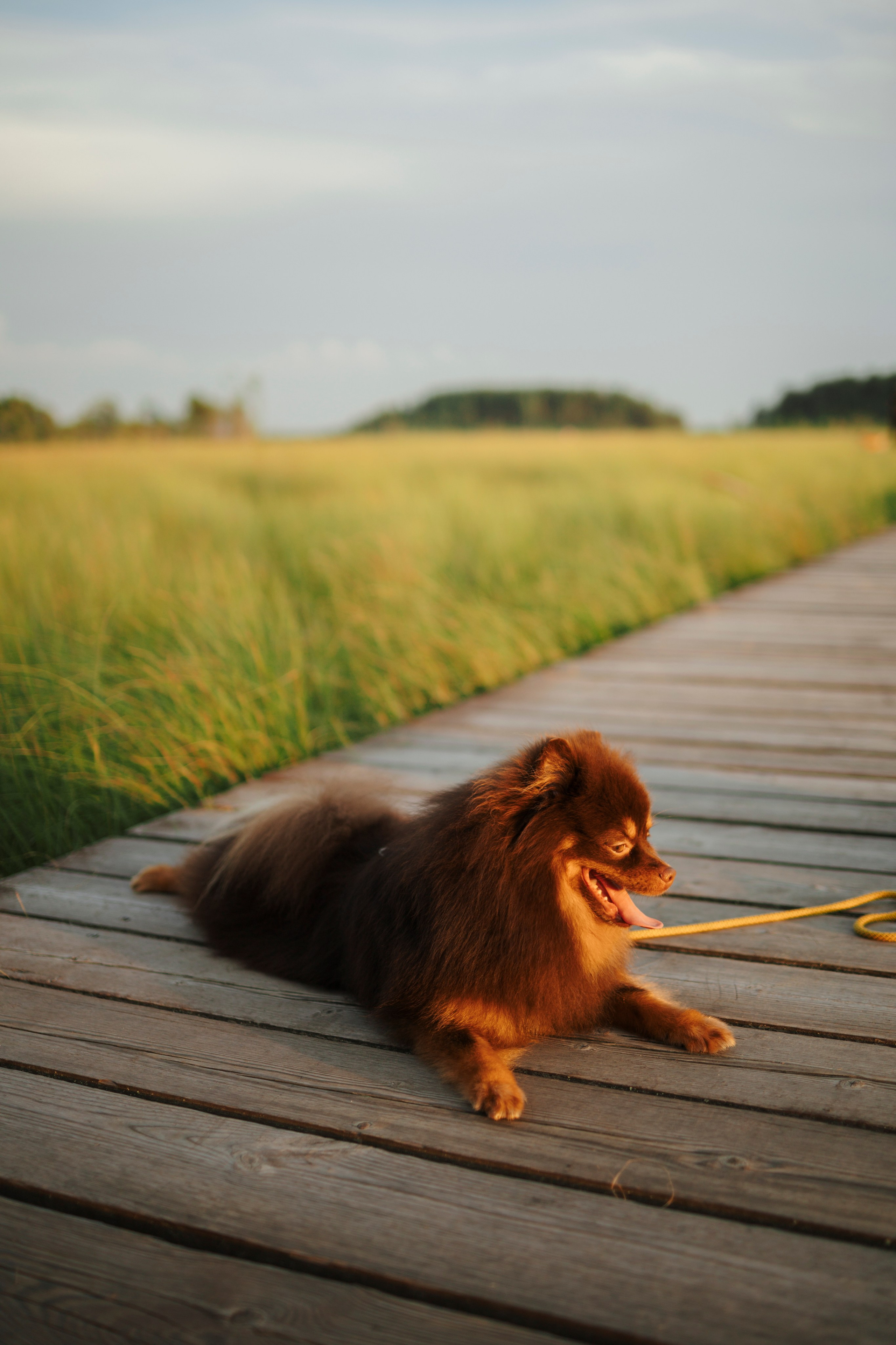 Сапфир и его семья. Фотограф-анималист в Санкт-Петеребурге Титова Алиса