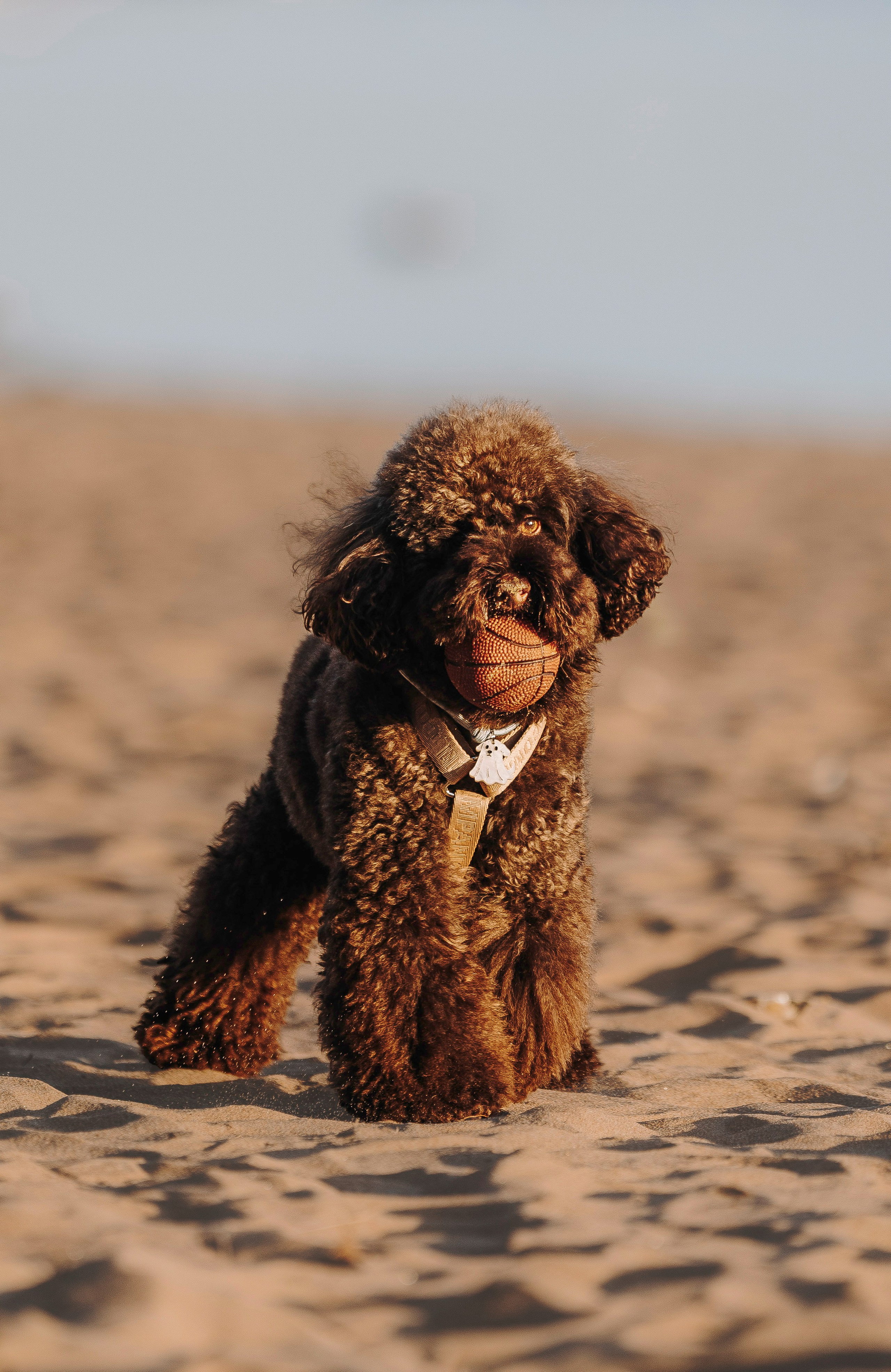 Фотосессия девушки с пуделем на пляже на закате. Фотограф анималист в Спб недорого Олеся Майорова