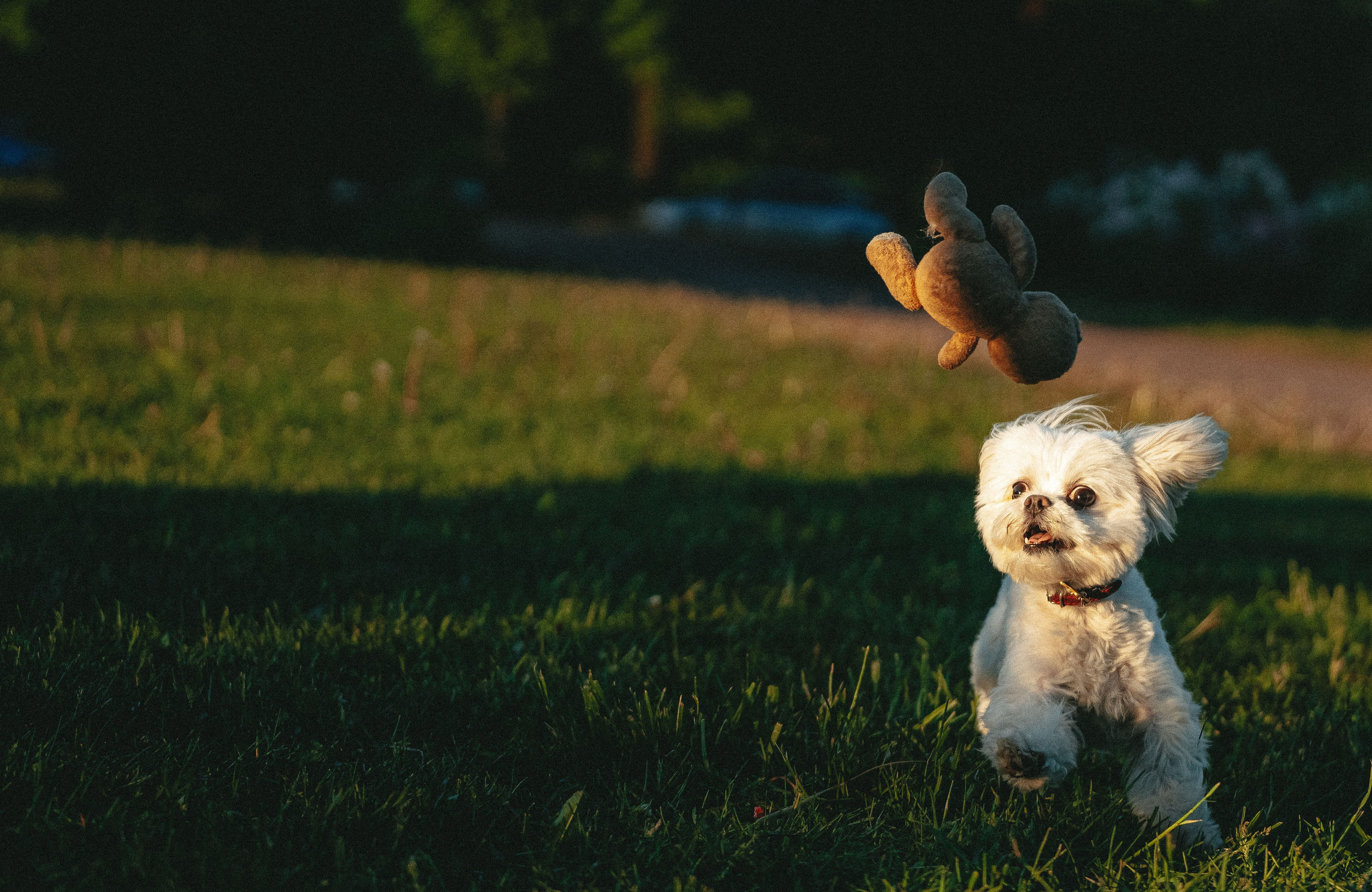 Фотосессия с питомцем в центре Санкт-Петербурга. Фотограф анималист в Спб недорого Олеся Майорова