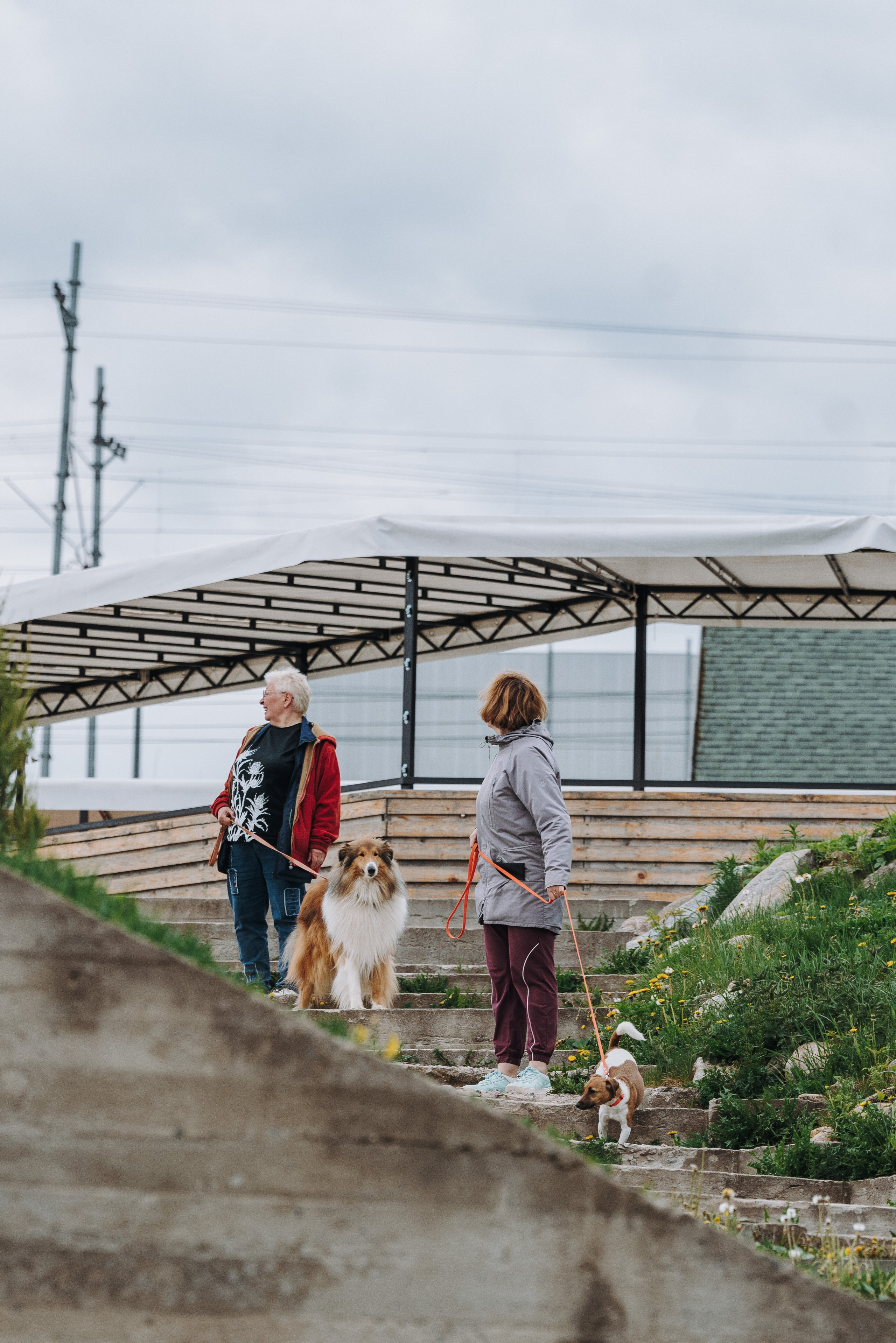 Соревнования по ноузворку в Лосево. Фотограф анималист в Спб недорого Олеся Майорова