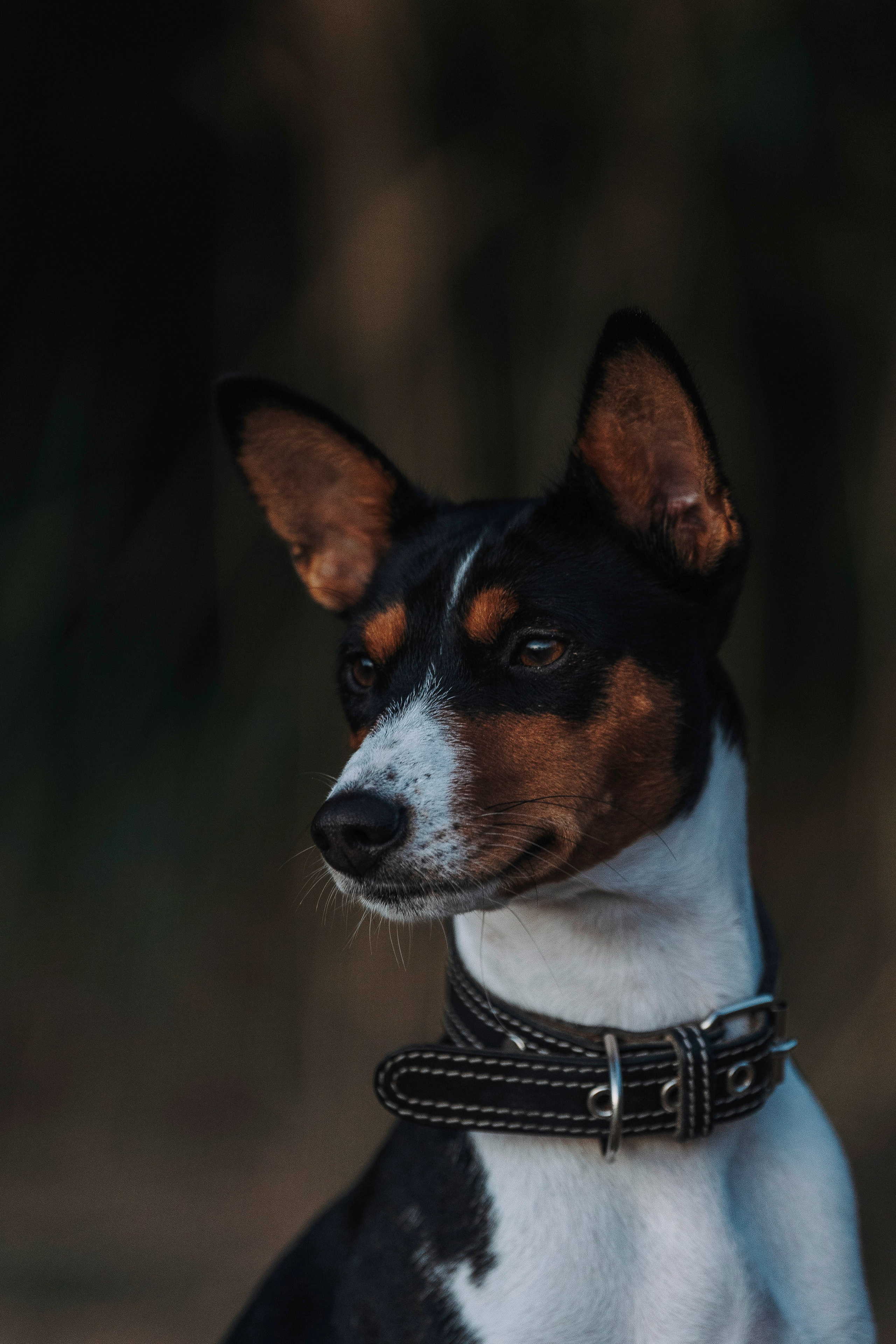 Екатерина и Дива. Фотограф анималист в Спб недорого Олеся Майорова