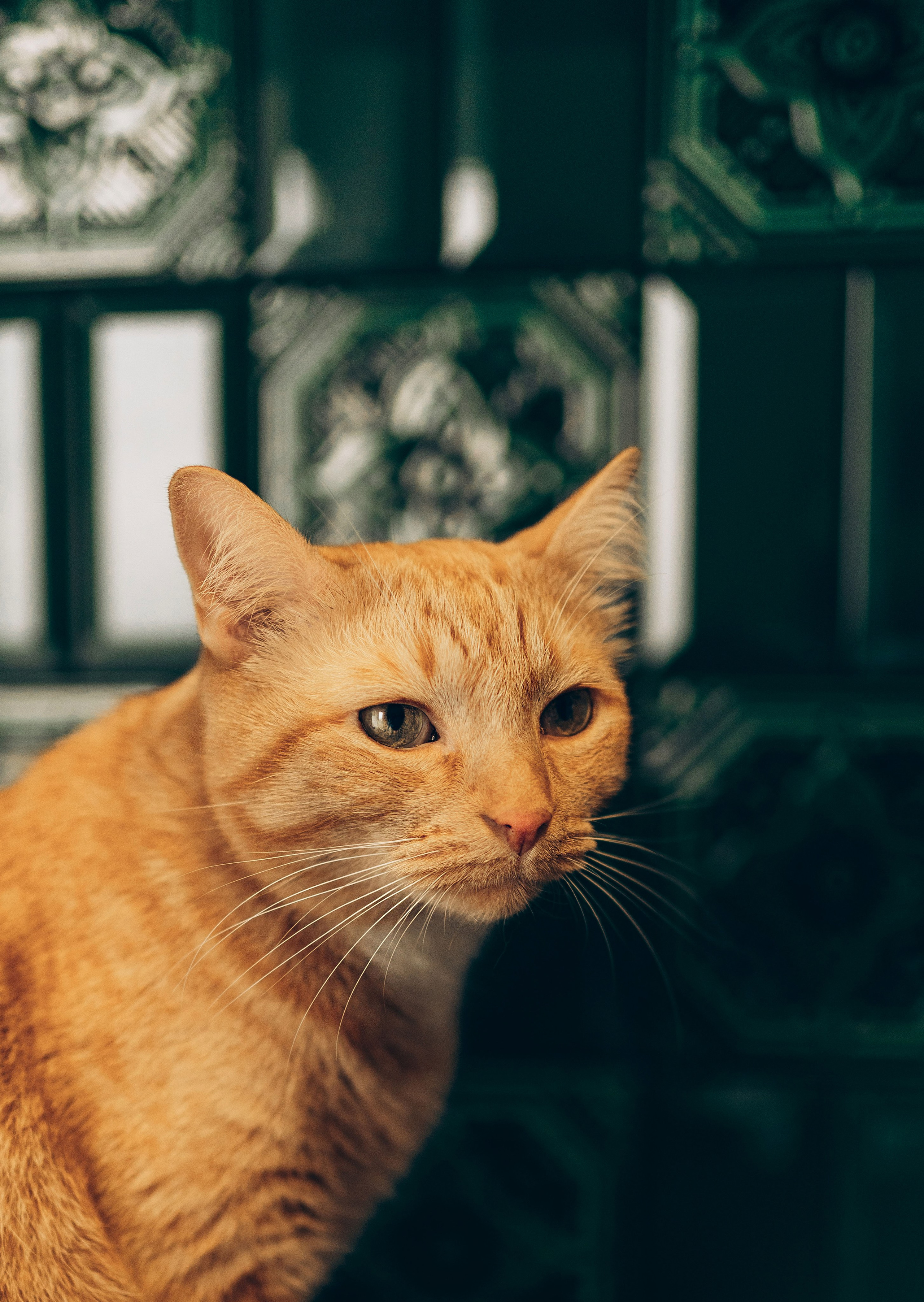 Даша и Брукс. Фотограф анималист в Спб недорого Олеся Майорова